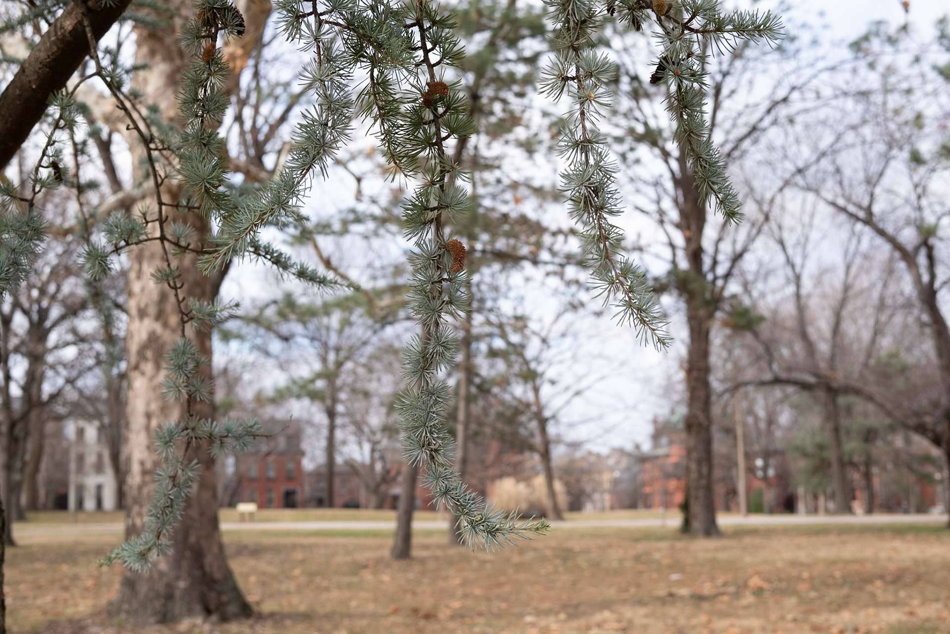 Lafayette Park, St Louis - Alison Northway 2021