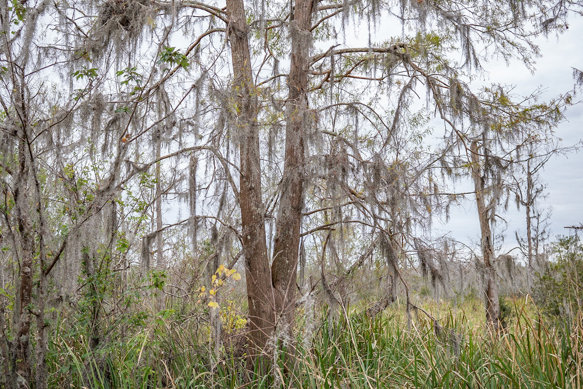 Barataria Preserve, Jean Lafitte National Park - New Orleans LA - by Alison Northway 2022