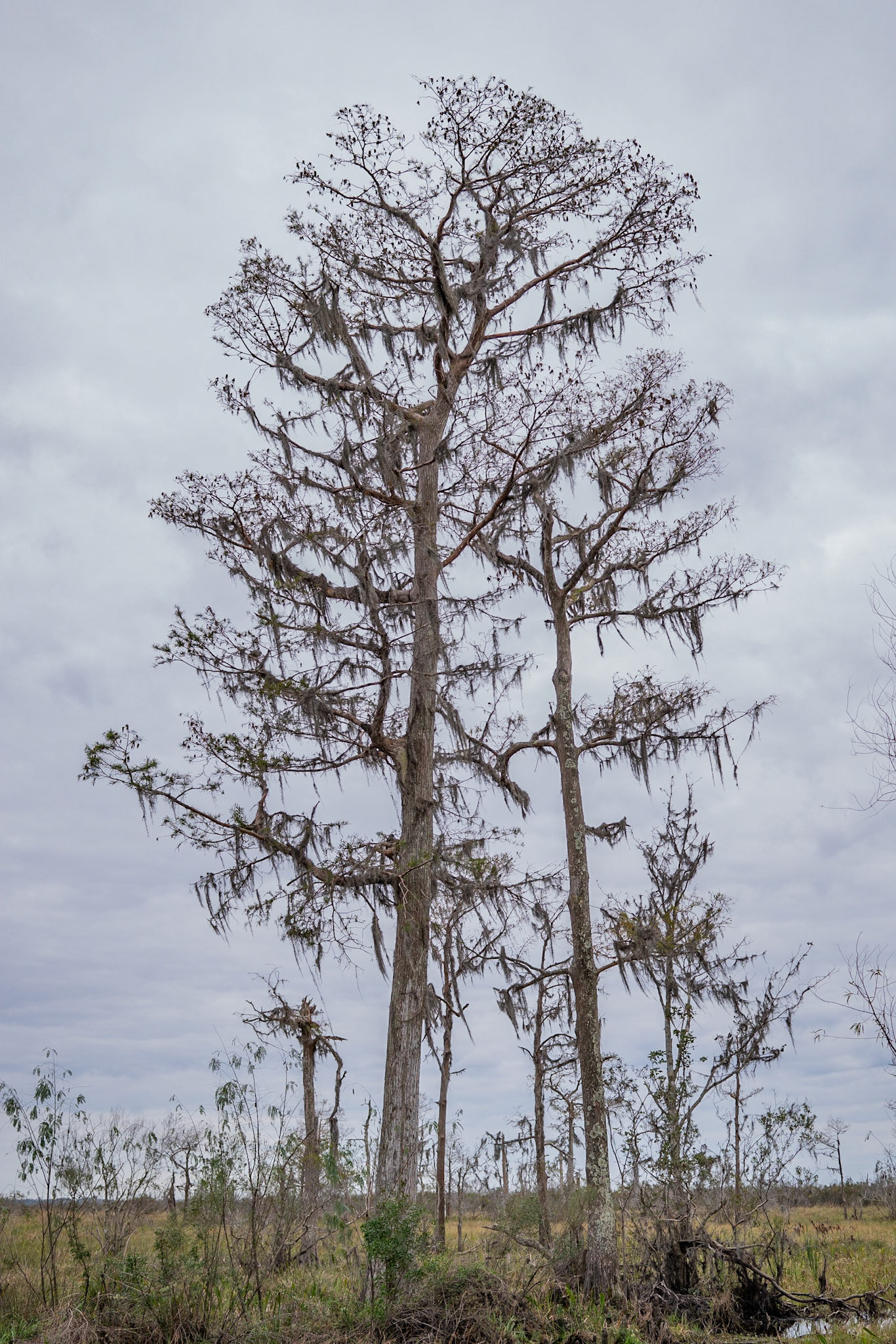 Barataria Preserve, Jean Lafitte National Park - New Orleans LA - by Alison Northway 2022