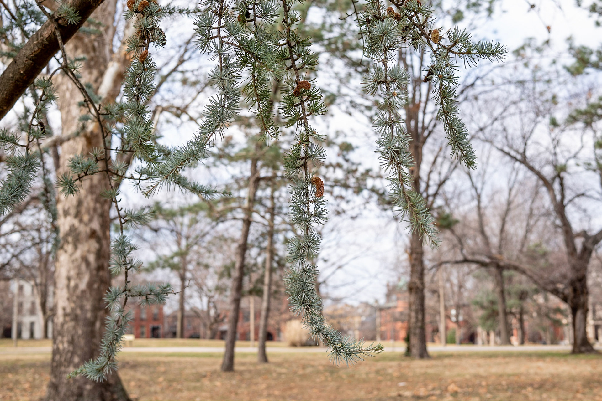 Lafayette Park, St Louis - Alison Northway 2021