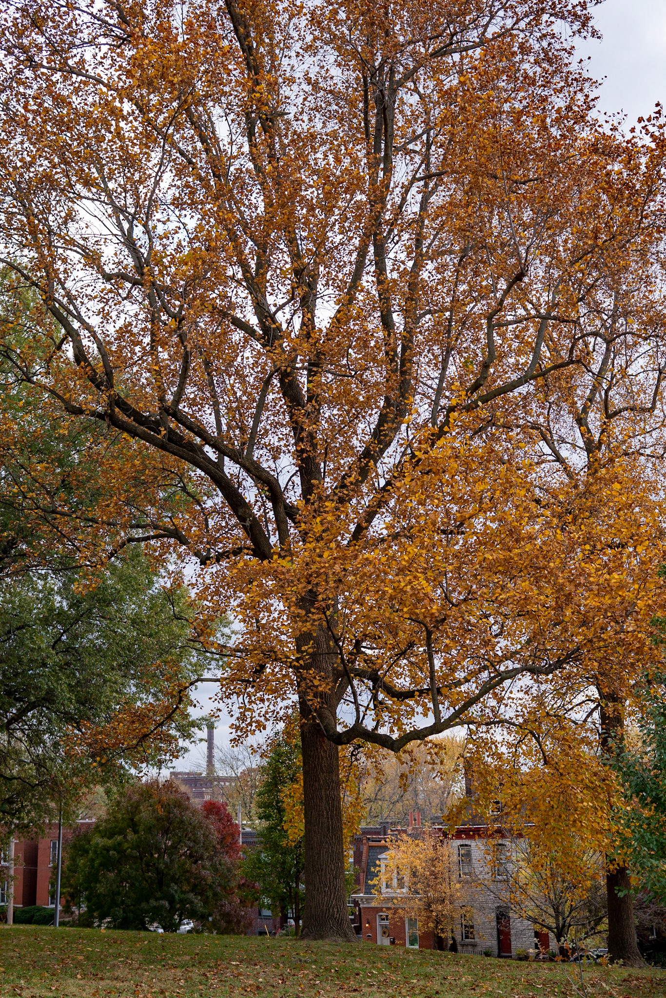 Benton Park, St Louis MO- by Alison Northway - 2021