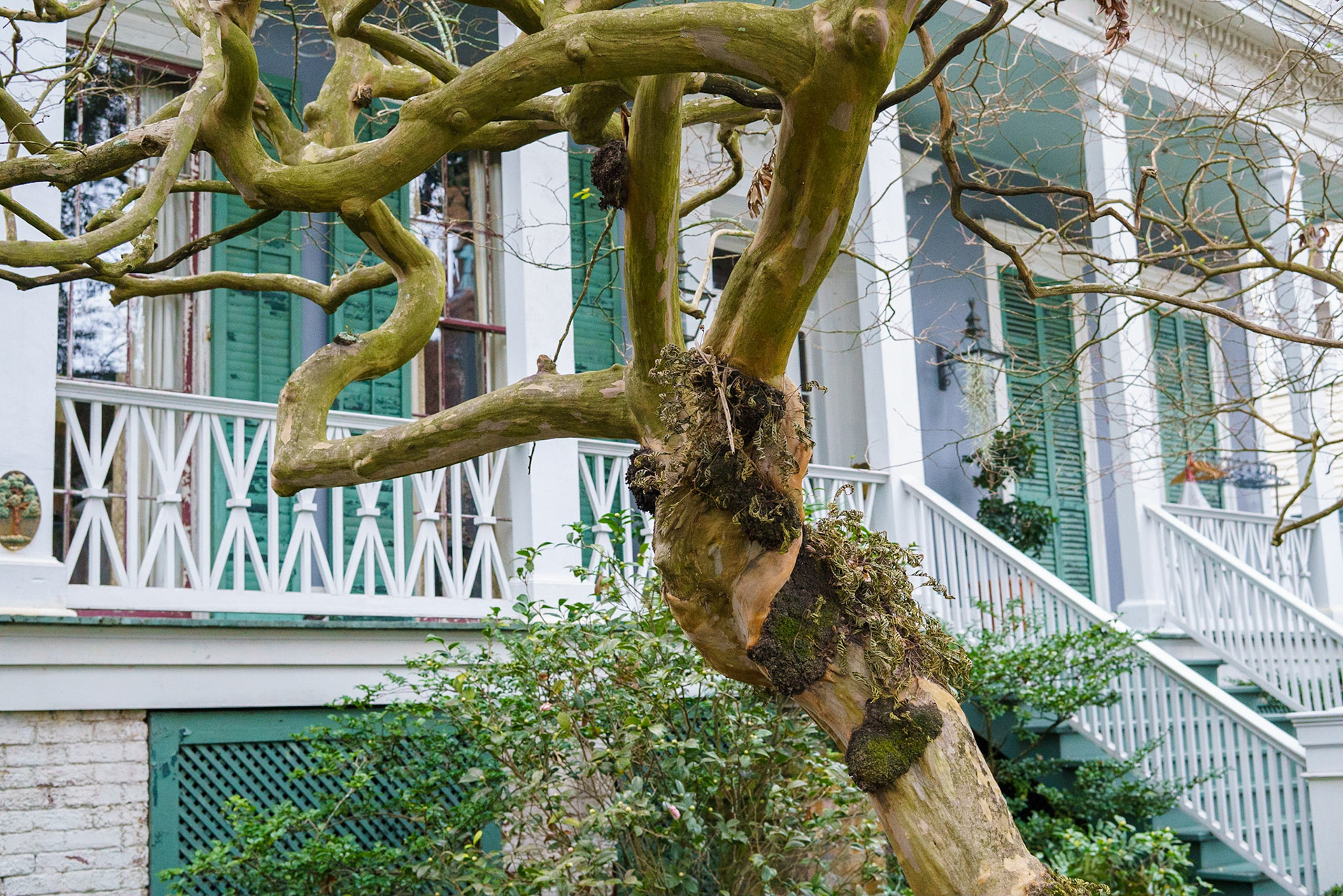 Garden District, New Orleans Louisiana - by Alison Northway - January 2022