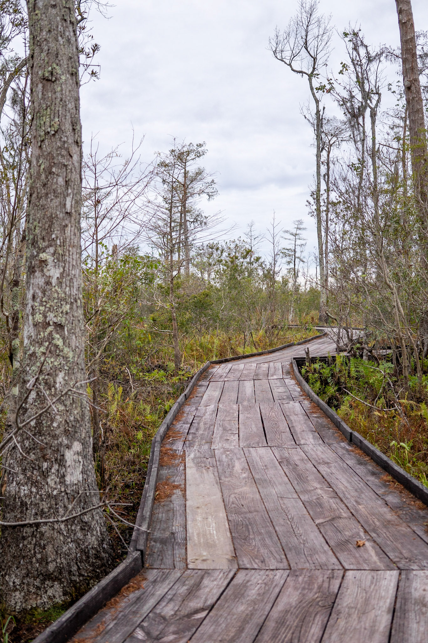 Barataria Preserve, Jean Lafitte National Park - New Orleans LA - by Alison Northway 2022