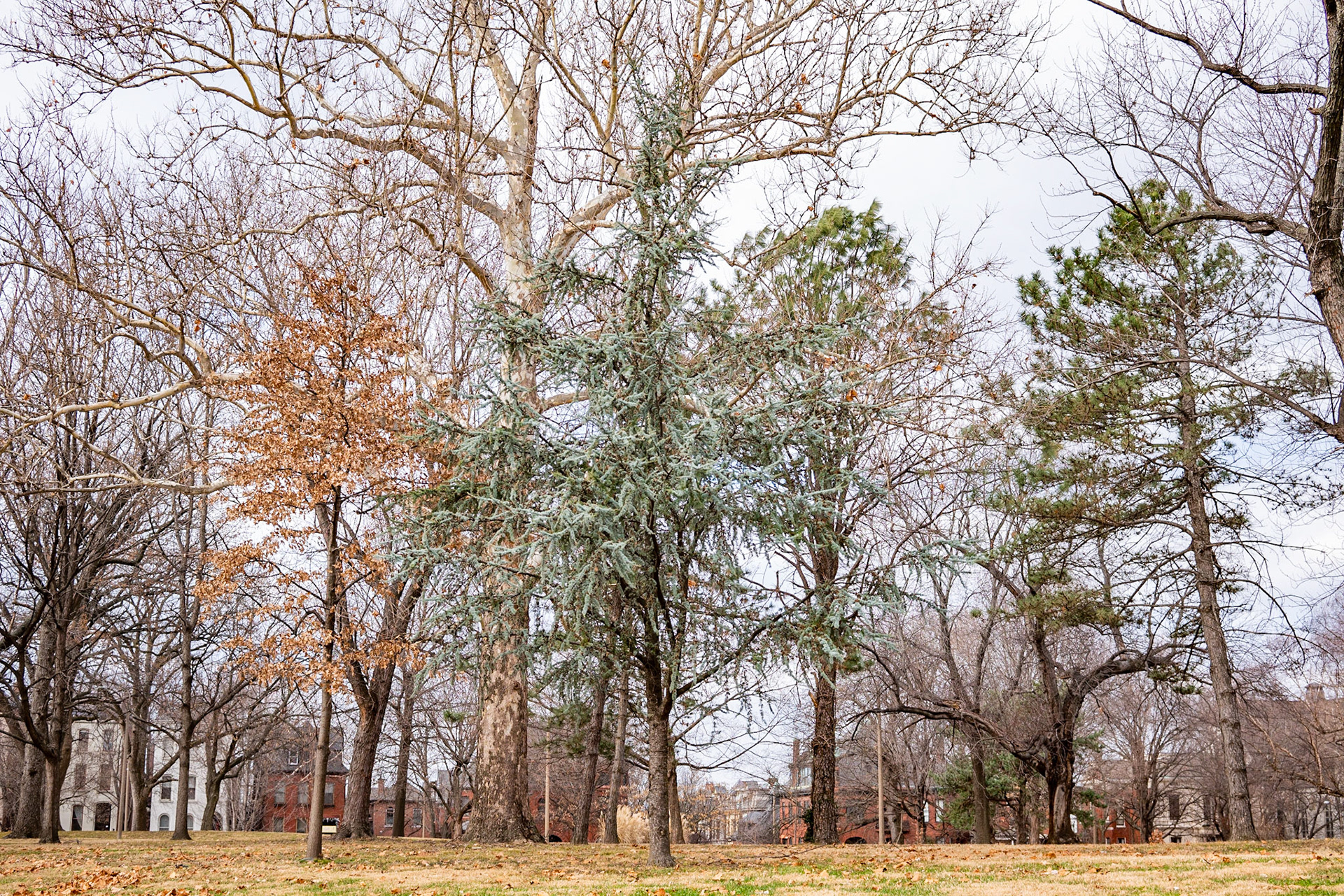 Lafayette Park, St Louis - Alison Northway 2021