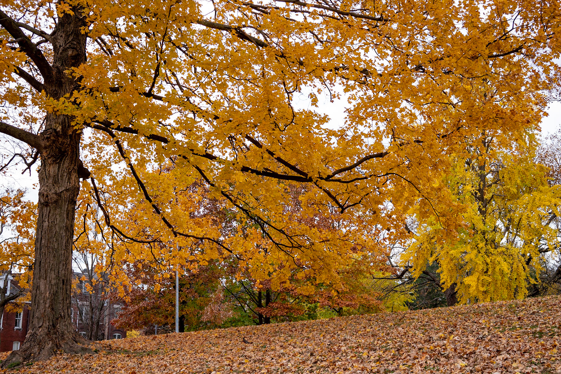 Benton Park, St Louis MO- by Alison Northway - 2021