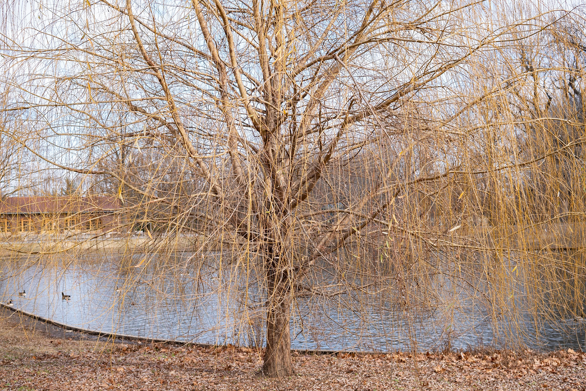Lafayette Park, St Louis - Alison Northway 2021