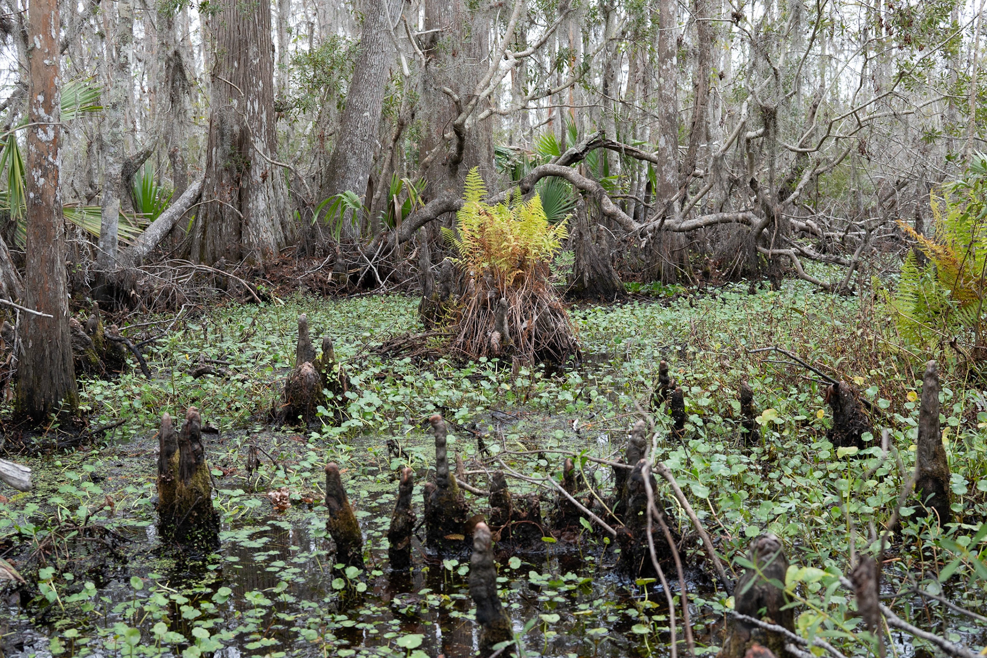 Barataria Preserve, Jean Lafitte National Park - New Orleans LA - by Alison Northway 2022