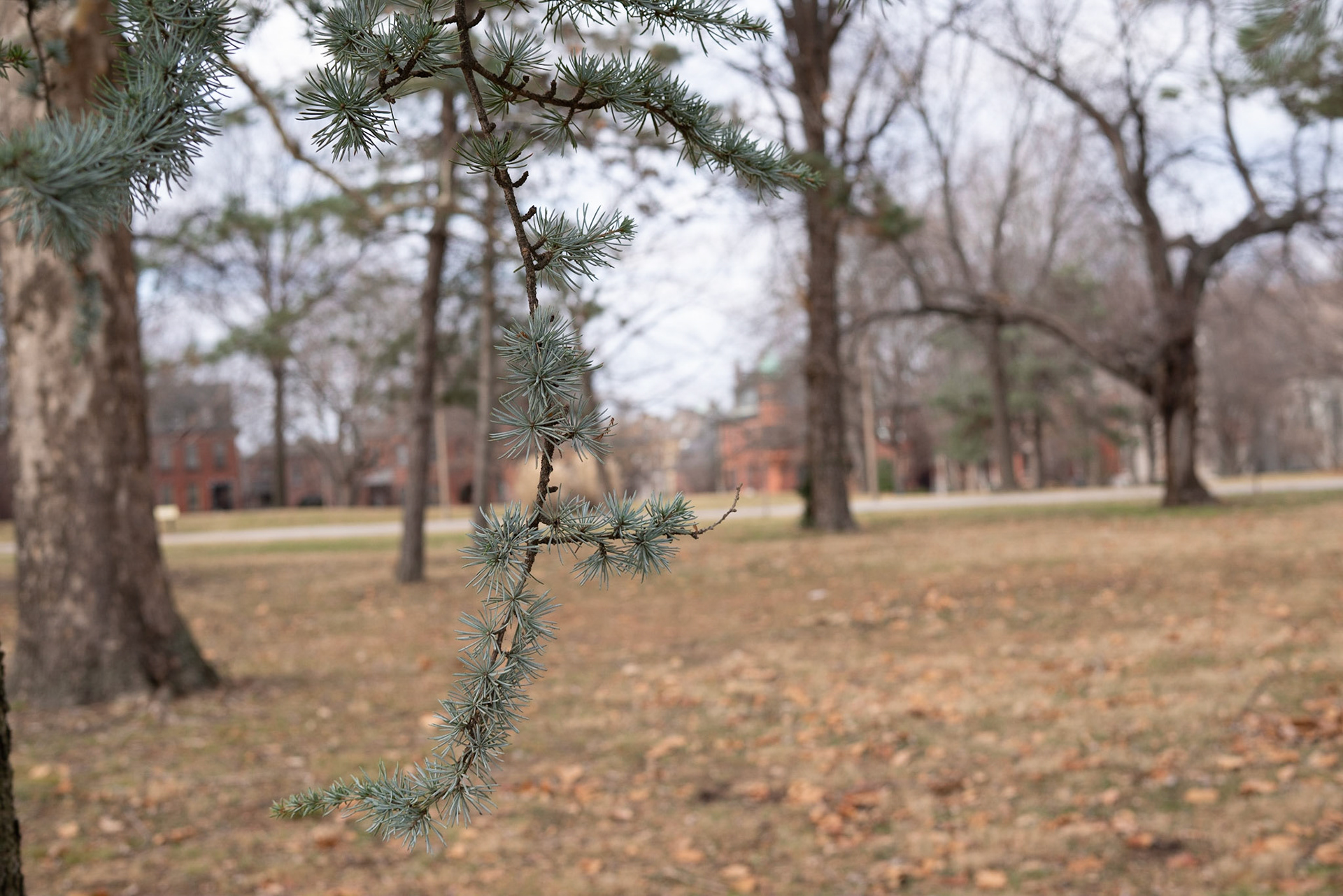 Lafayette Park, St Louis - Alison Northway 2021