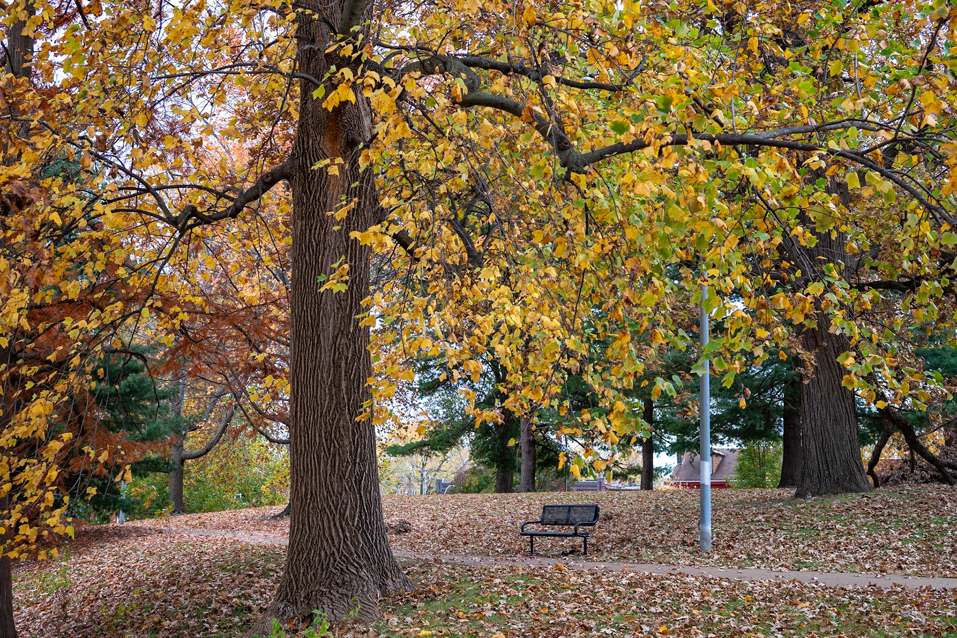 Benton Park, St Louis MO- by Alison Northway - 2021