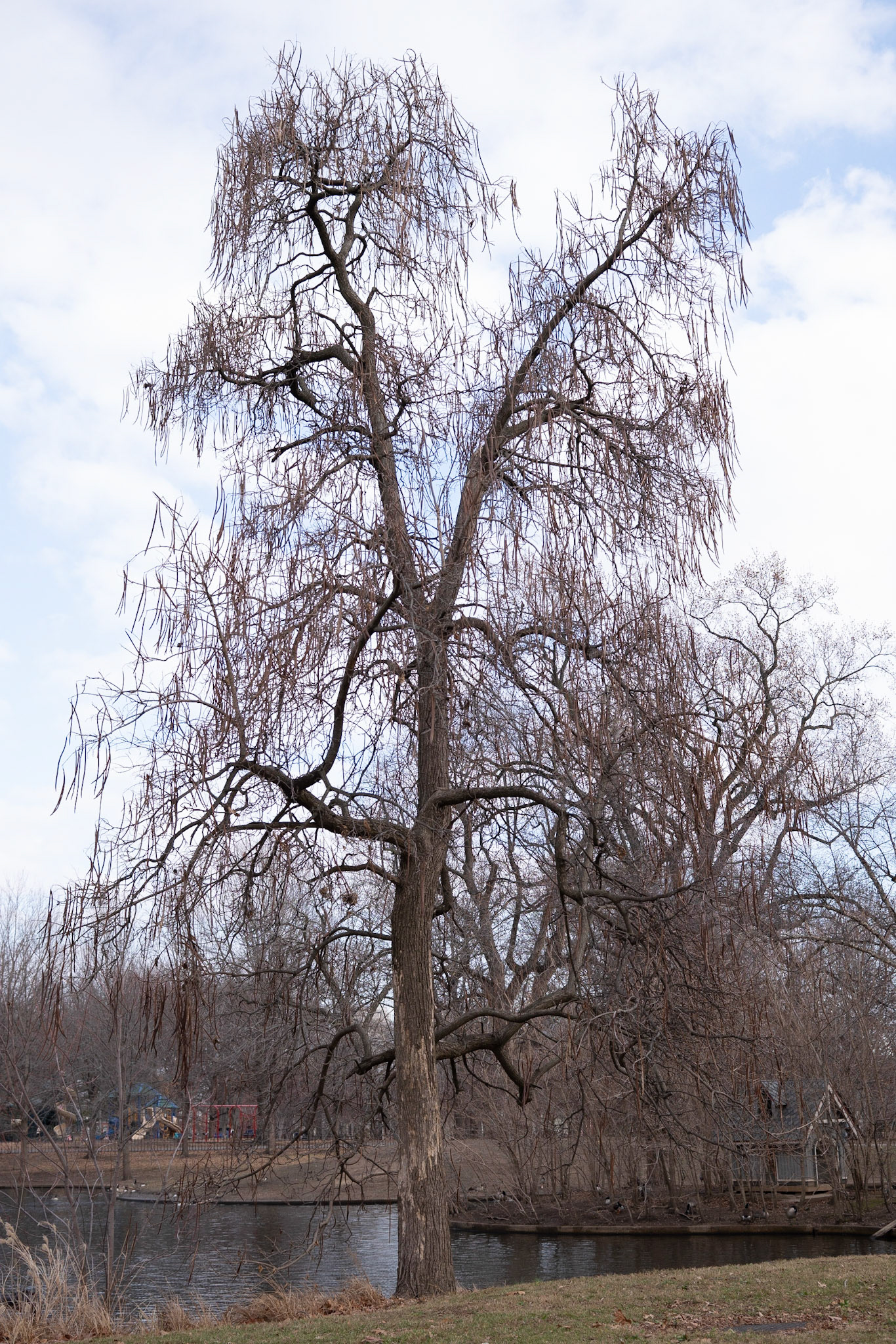 Lafayette Park, St Louis - Alison Northway 2021