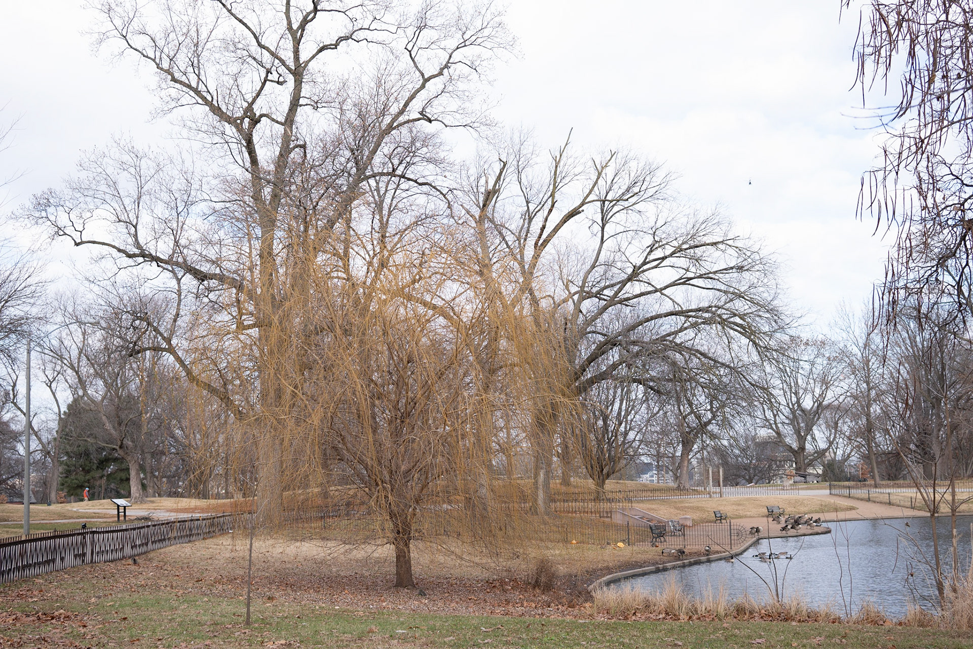 Lafayette Park, St Louis - Alison Northway 2021