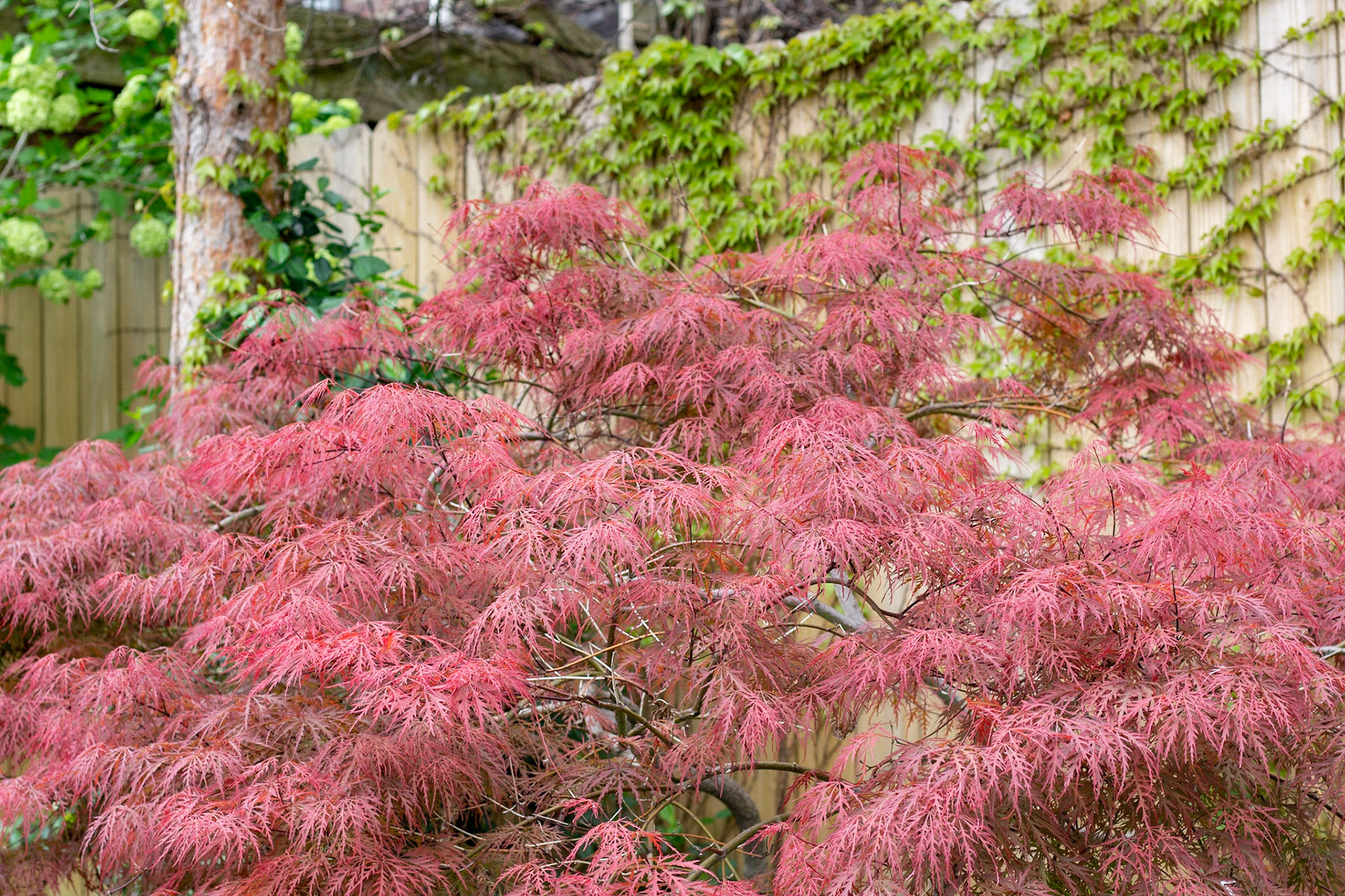 Soulard, St Louis MO - by Alison Northway - 2021