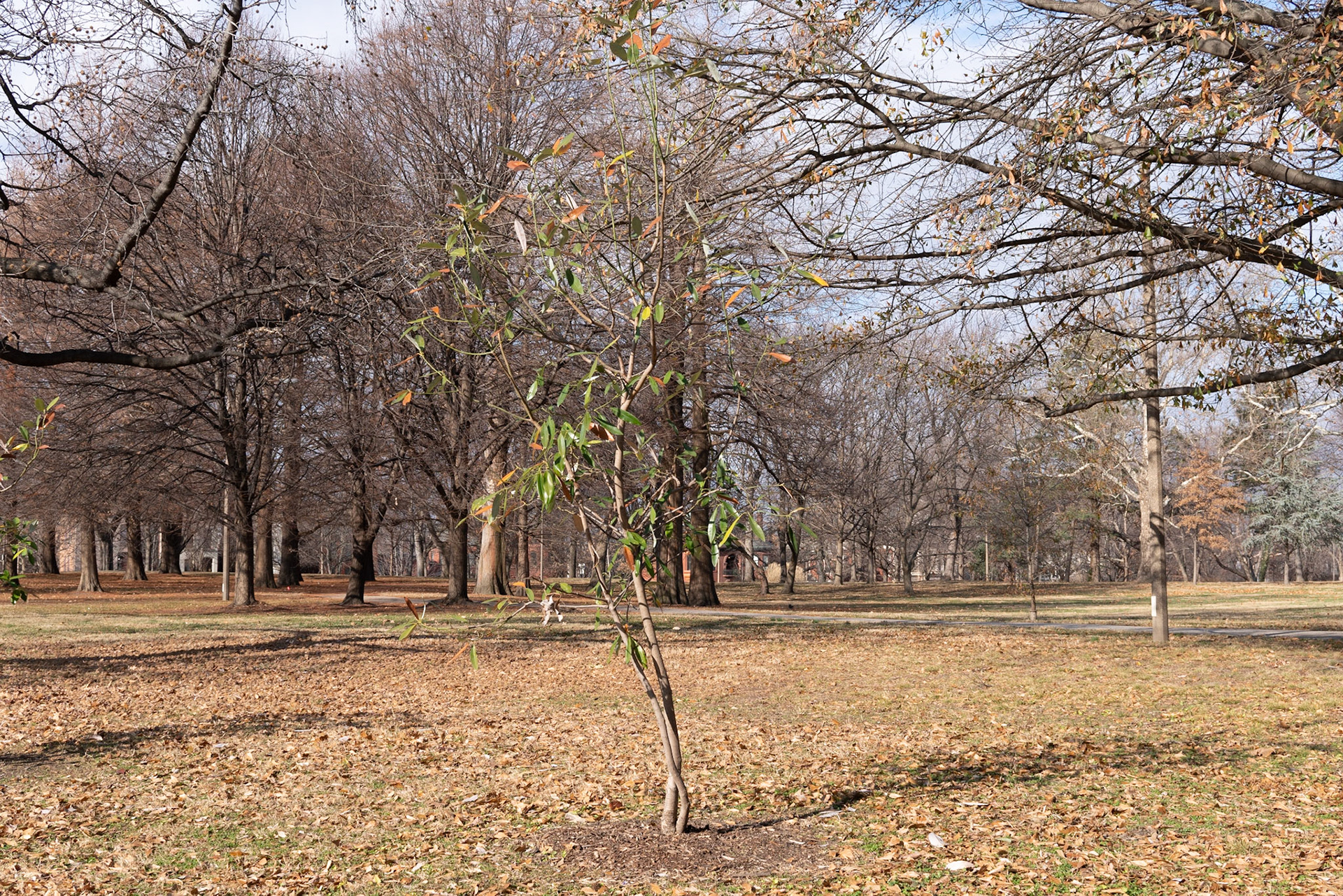 Lafayette Park, St Louis - Alison Northway 2021