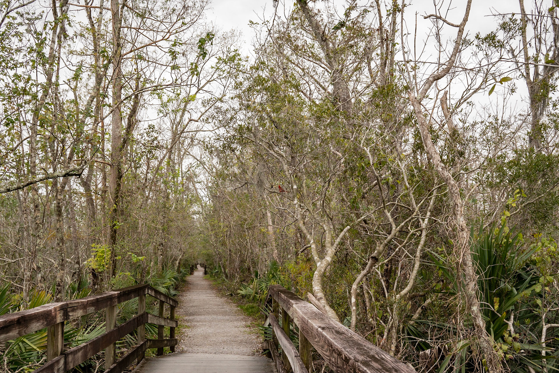 Barataria Preserve, Jean Lafitte National Park - New Orleans LA - by Alison Northway 2022