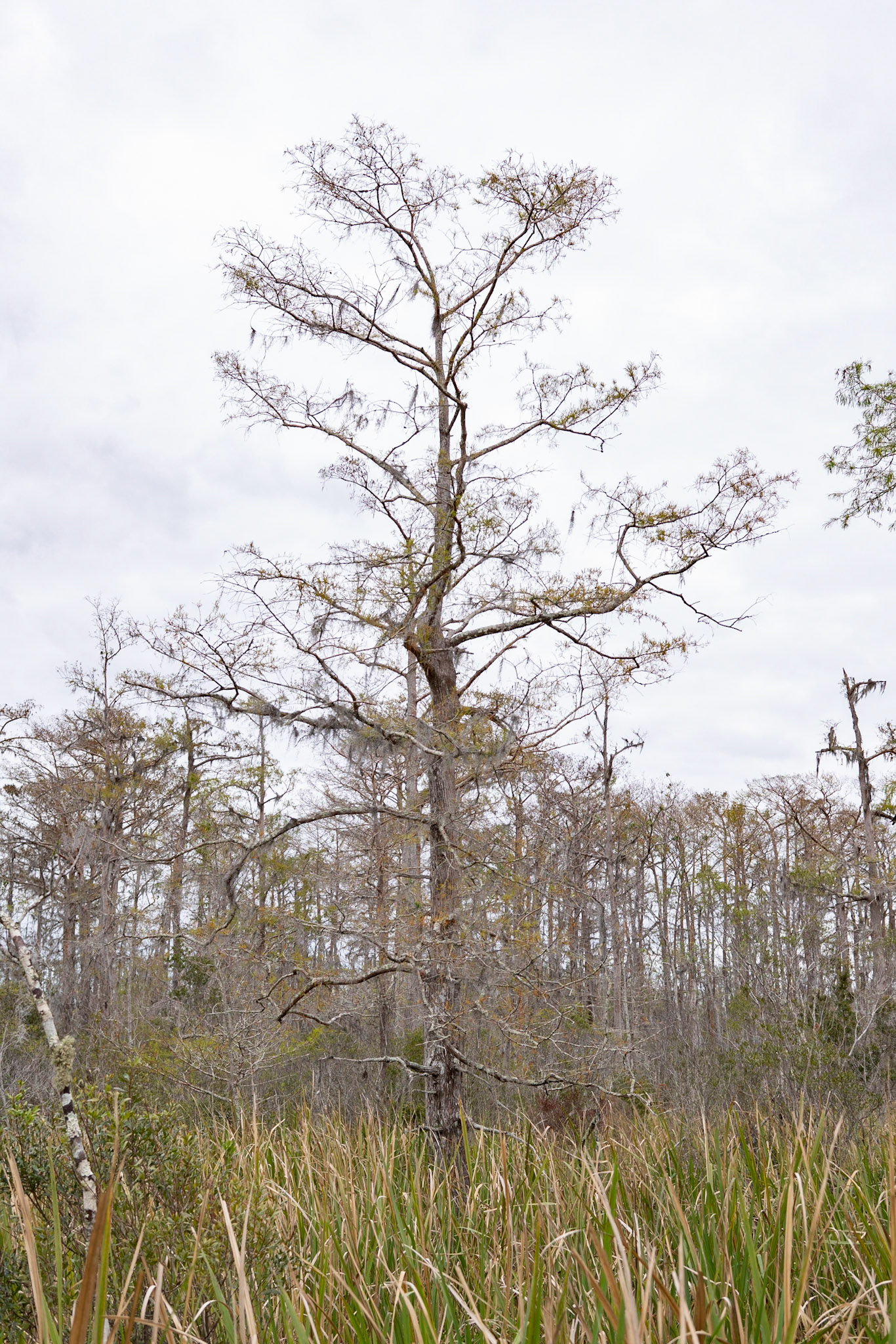 Barataria Preserve, Jean Lafitte National Park - New Orleans LA - by Alison Northway 2022
