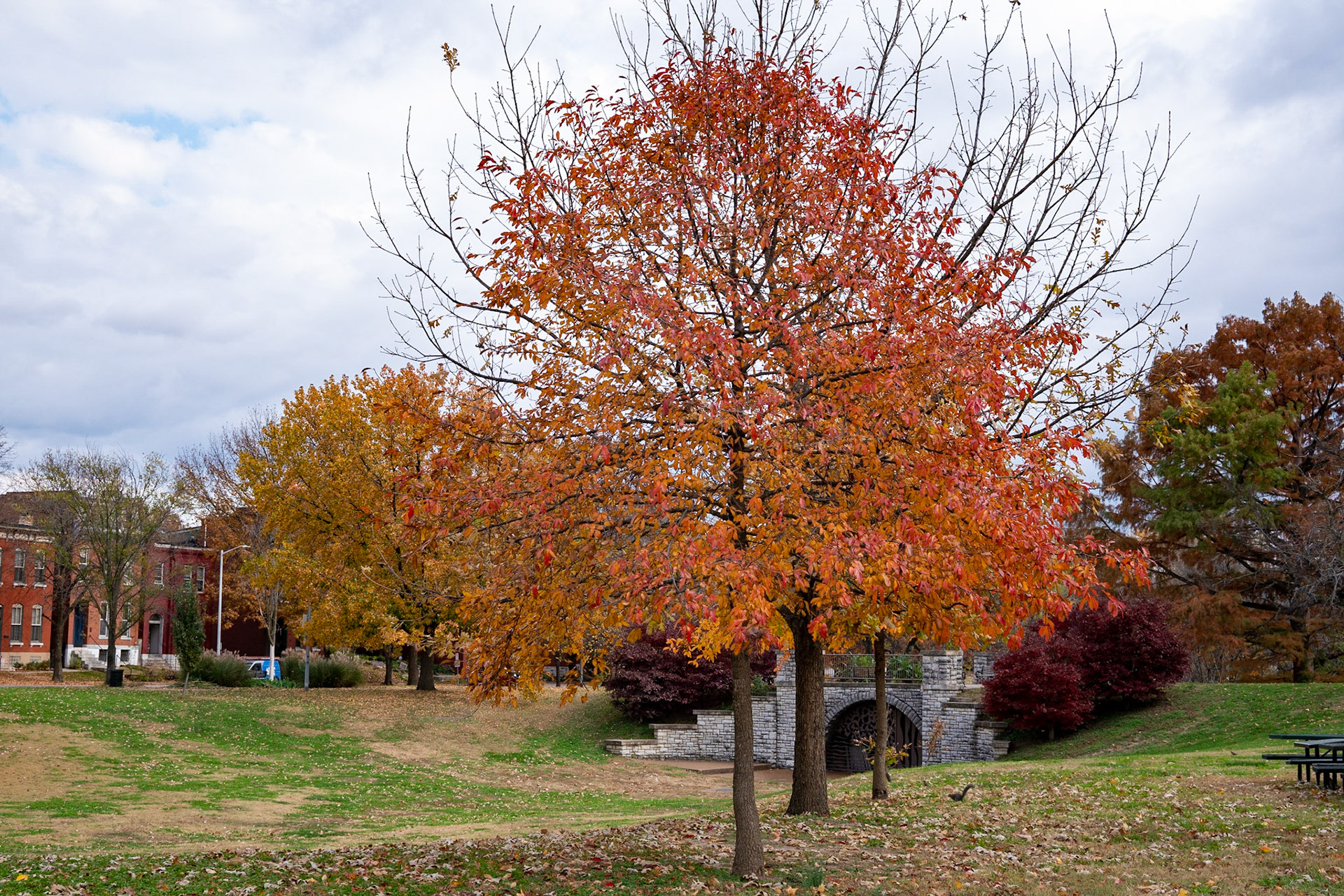 Benton Park, St Louis MO- by Alison Northway - 2021