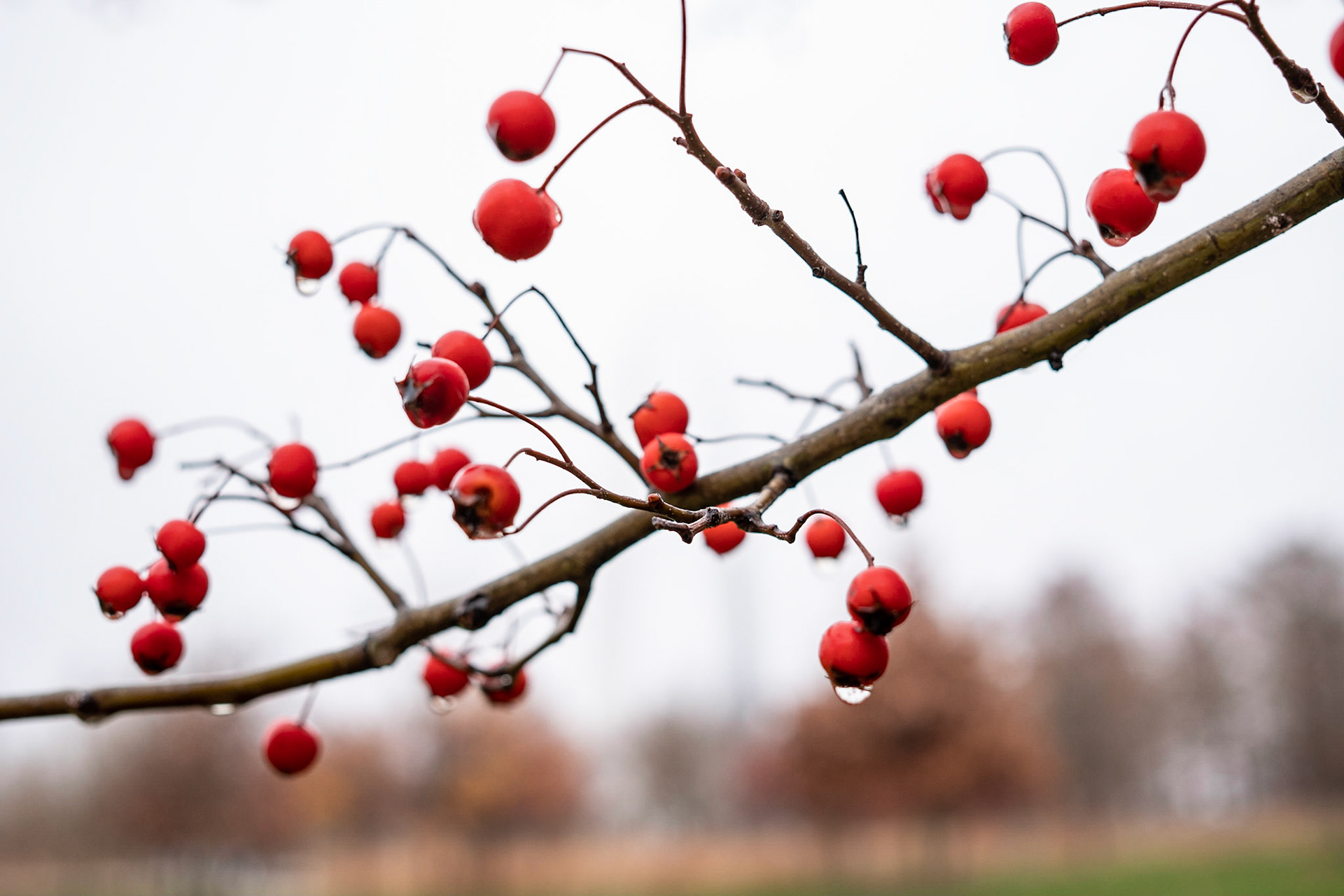 Gateway Arch National Park, St Louis MO - by Alison Northway 2021