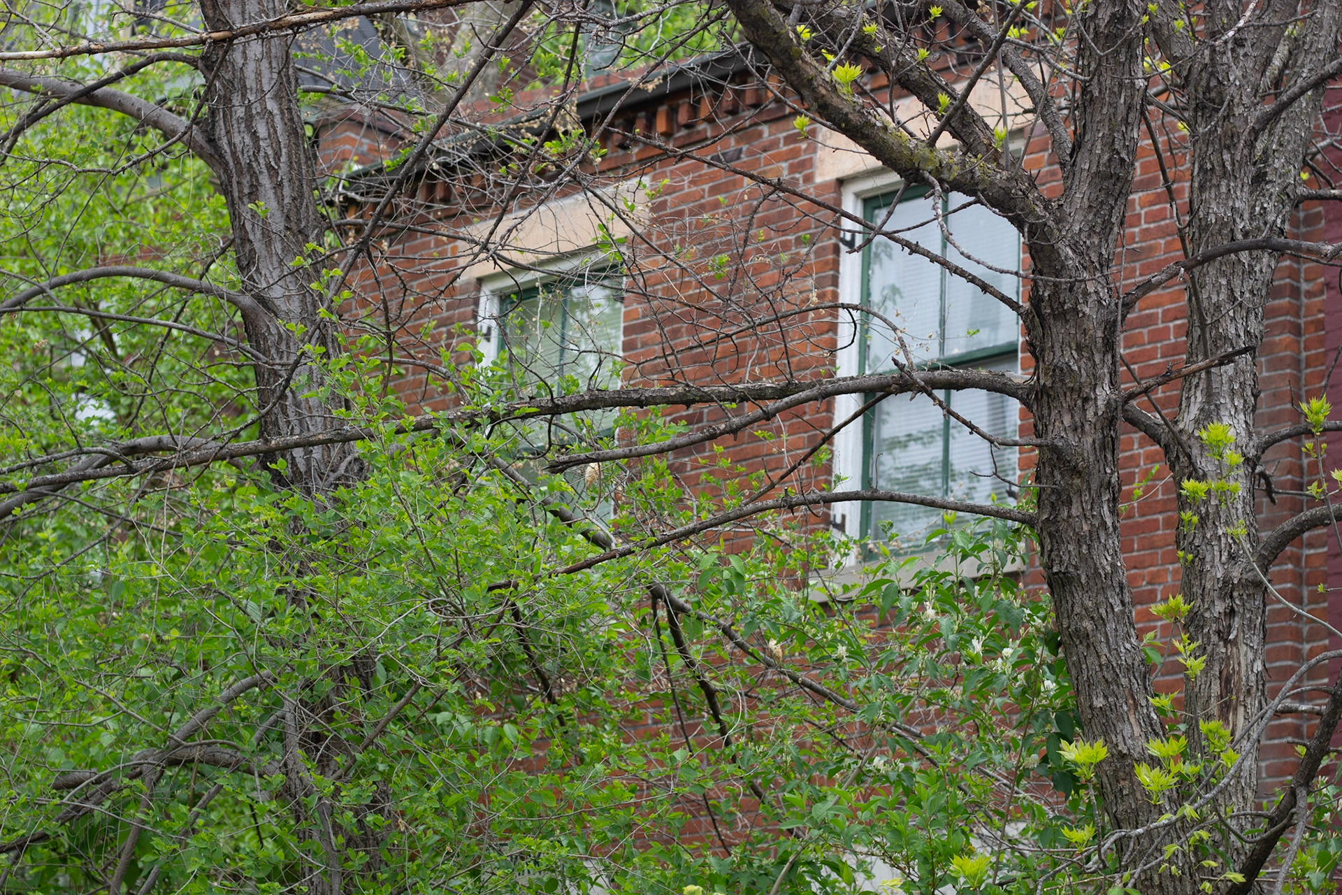 Soulard, St Louis MO - by Alison Northway - 2021