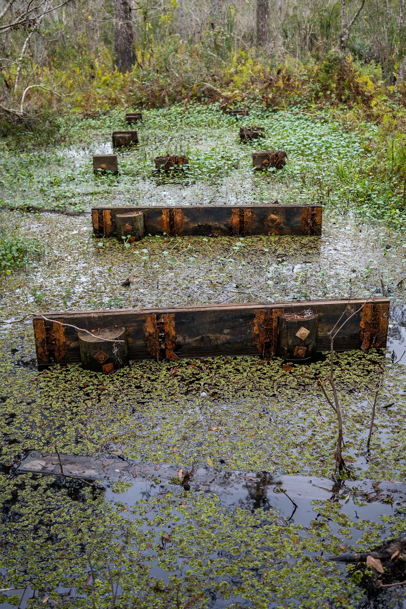 Barataria Preserve, Jean Lafitte National Park - New Orleans LA - by Alison Northway 2022