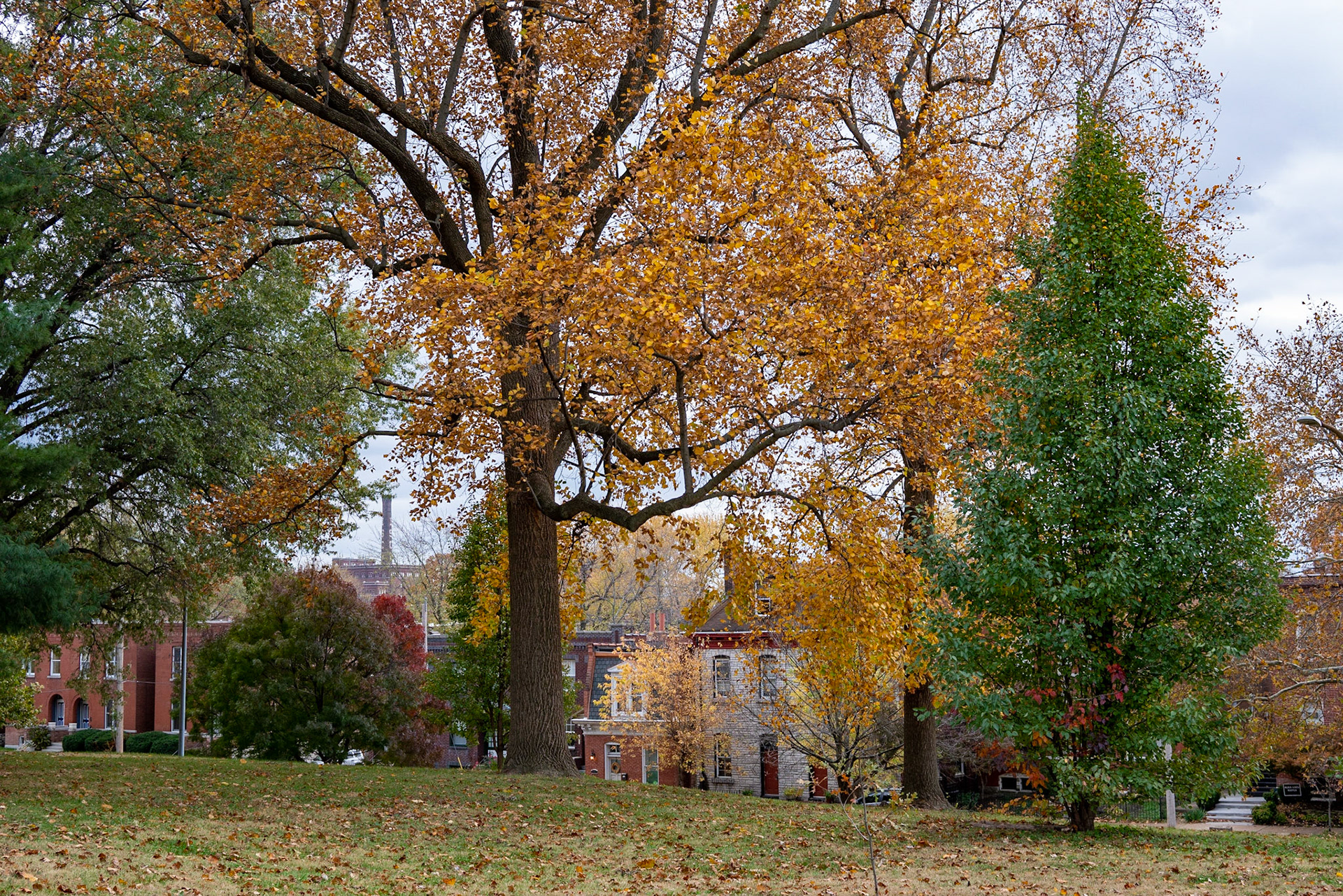 Benton Park, St Louis MO- by Alison Northway - 2021
