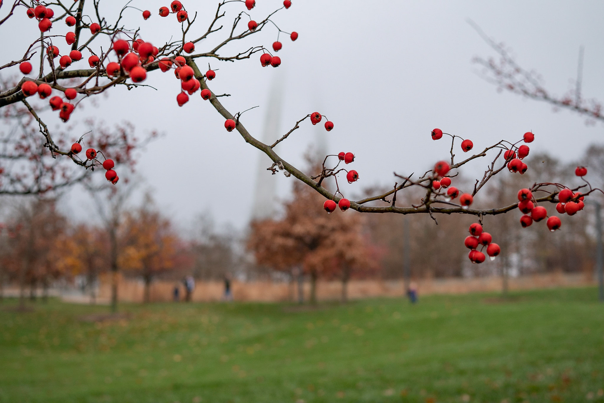 Gateway Arch National Park, St Louis MO - by Alison Northway 2021
