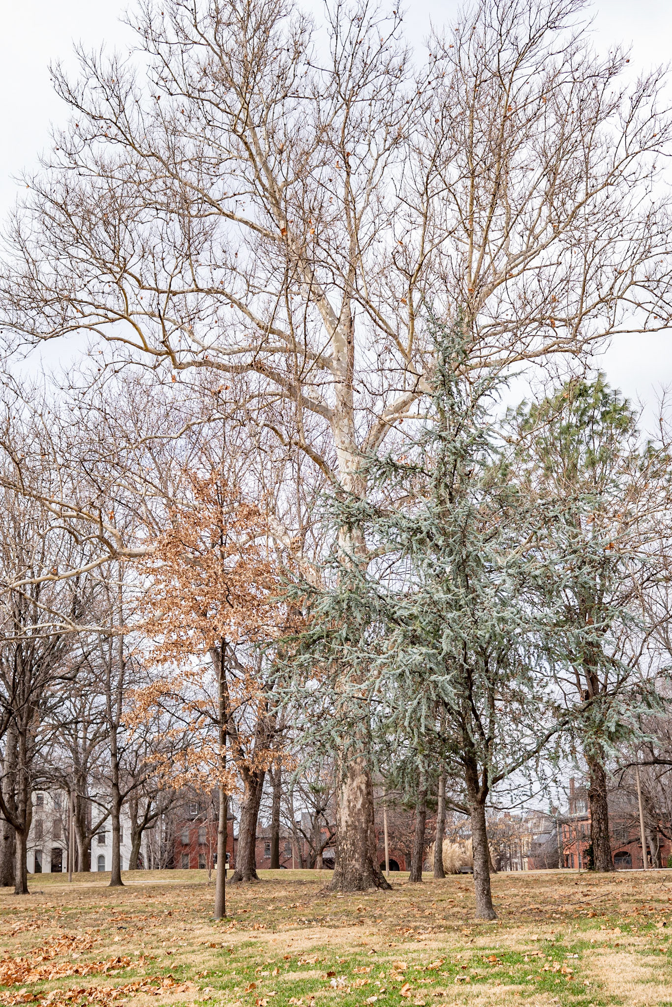 Lafayette Park, St Louis - Alison Northway 2021