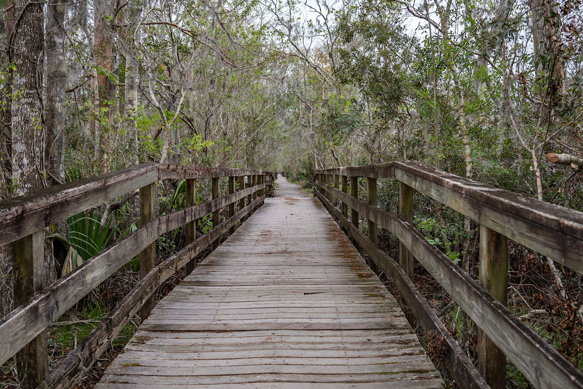 Barataria Preserve, Jean Lafitte National Park - New Orleans LA - by Alison Northway 2022