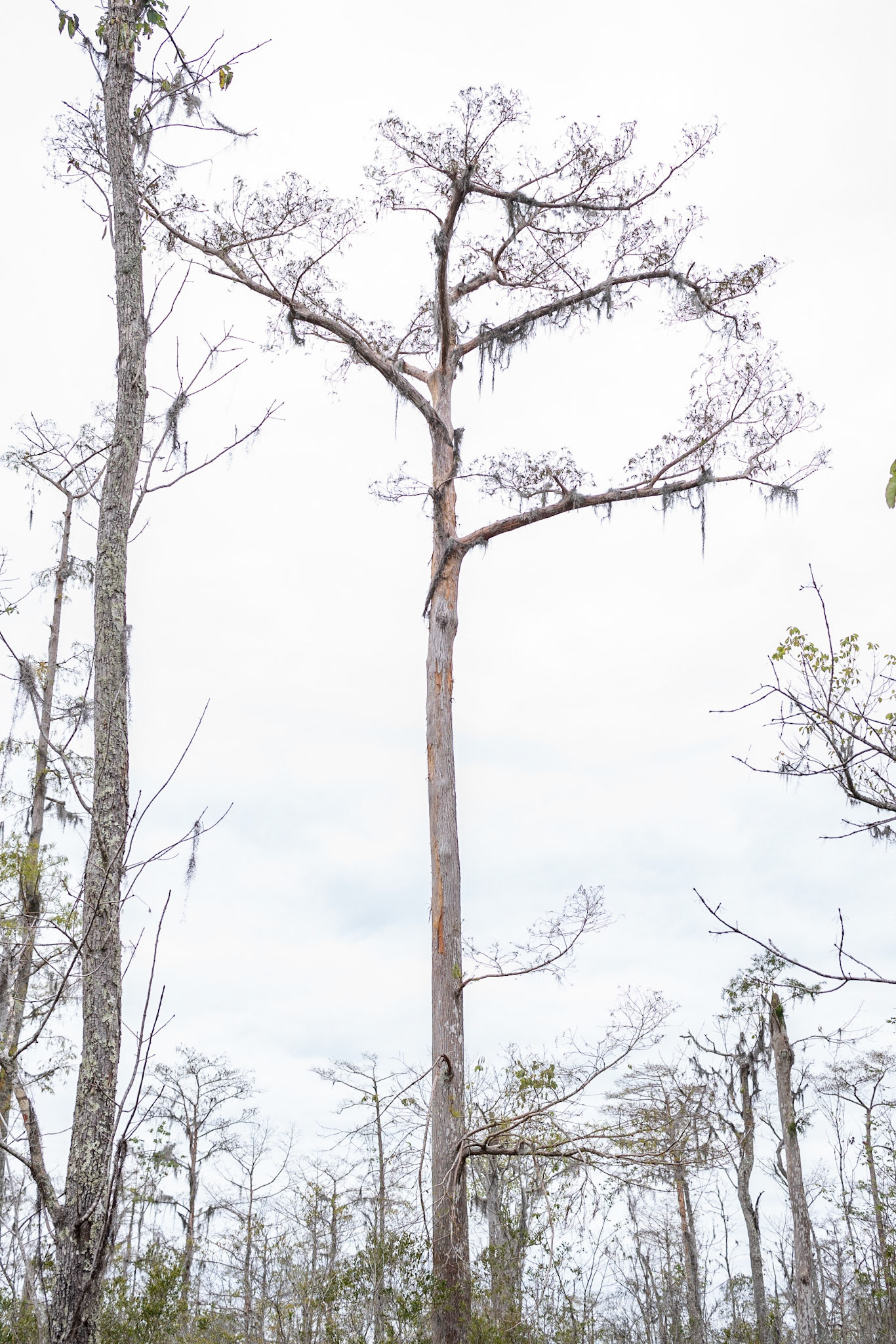 Barataria Preserve, Jean Lafitte National Park - New Orleans LA - by Alison Northway 2022