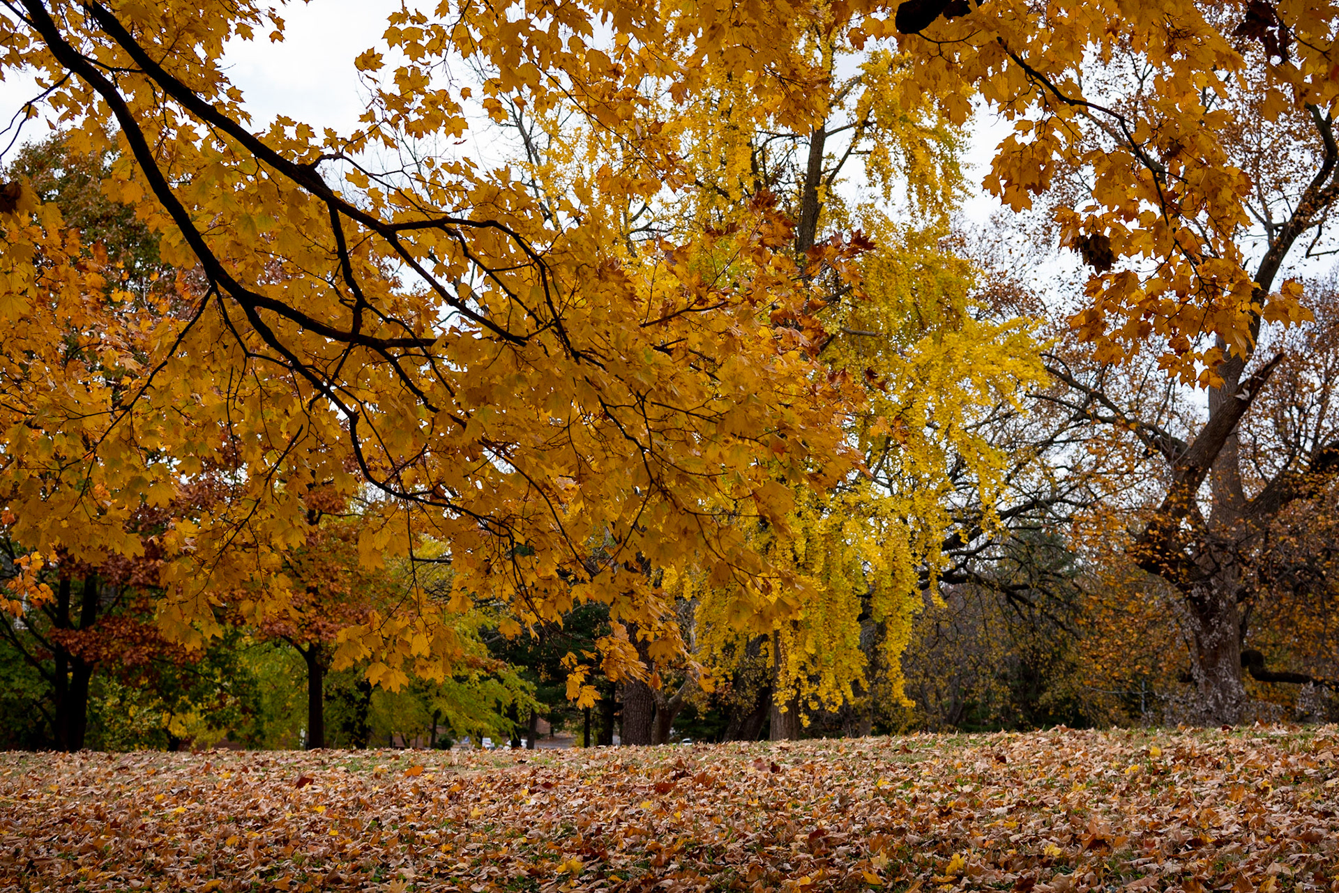 Benton Park, St Louis MO- by Alison Northway - 2021
