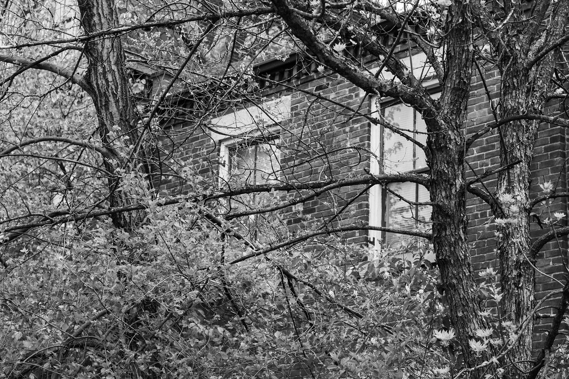 Soulard, St Louis MO - by Alison Northway - 2021