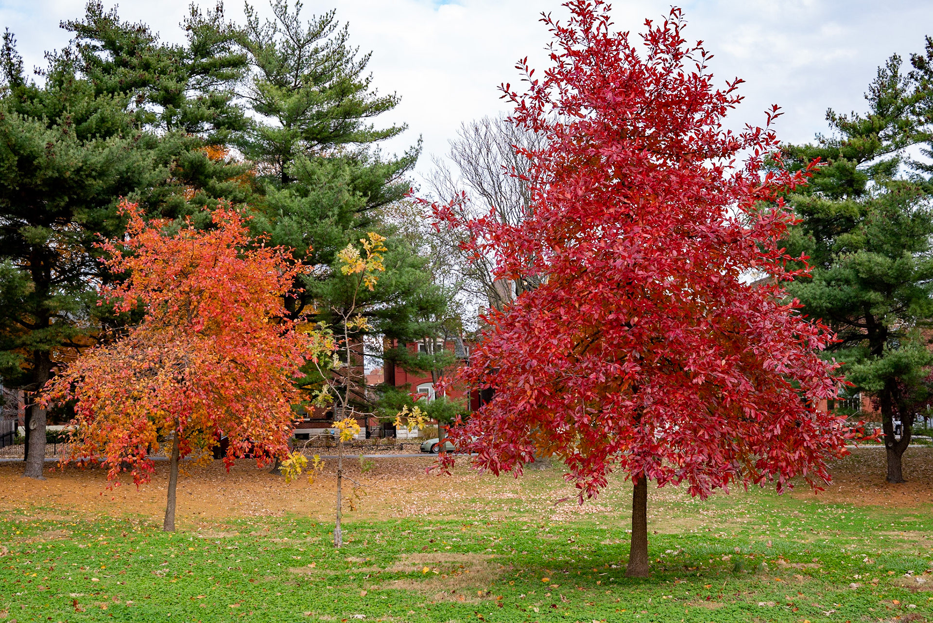 Benton Park, St Louis MO- by Alison Northway - 2021