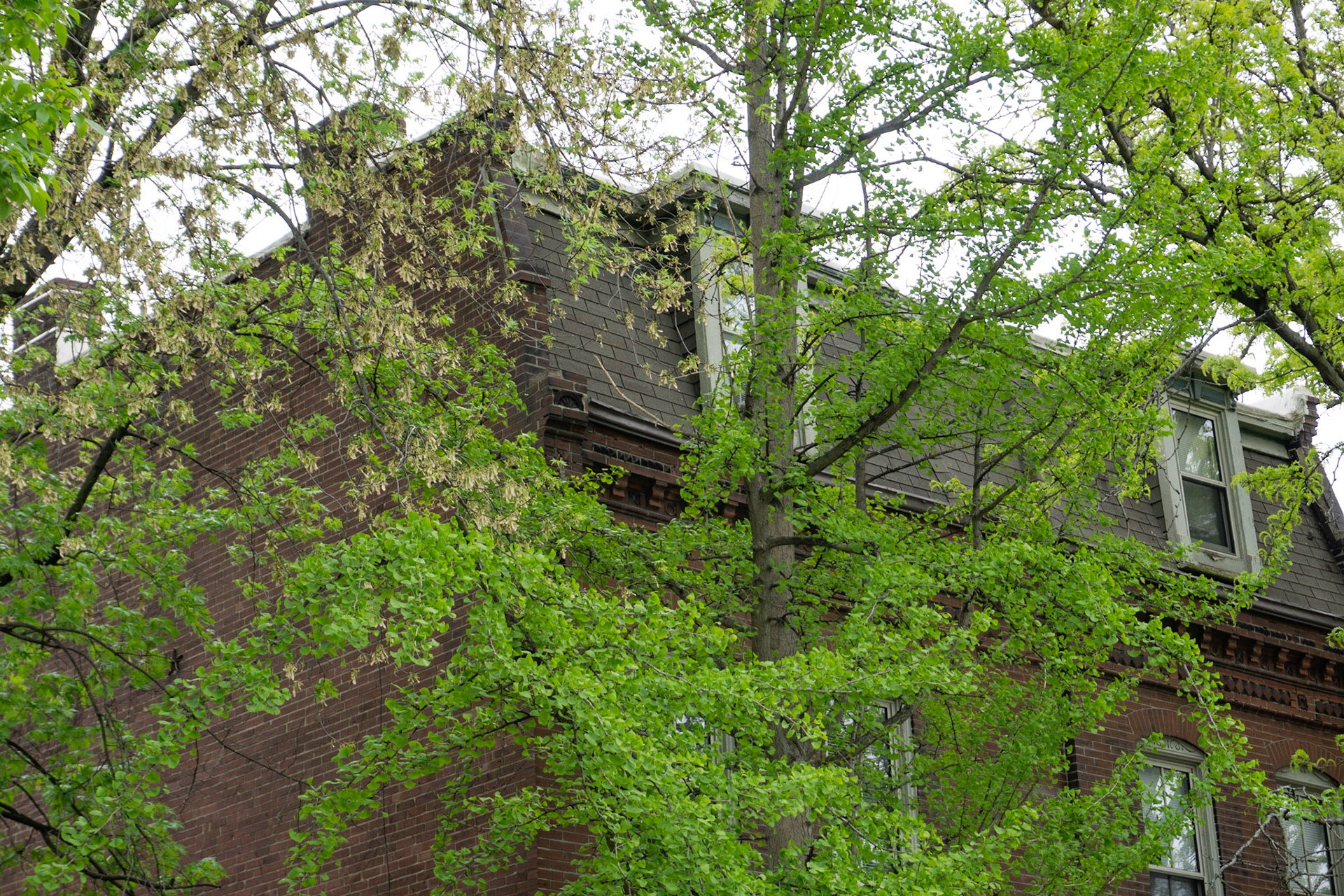 Soulard, St Louis MO - by Alison Northway - 2021