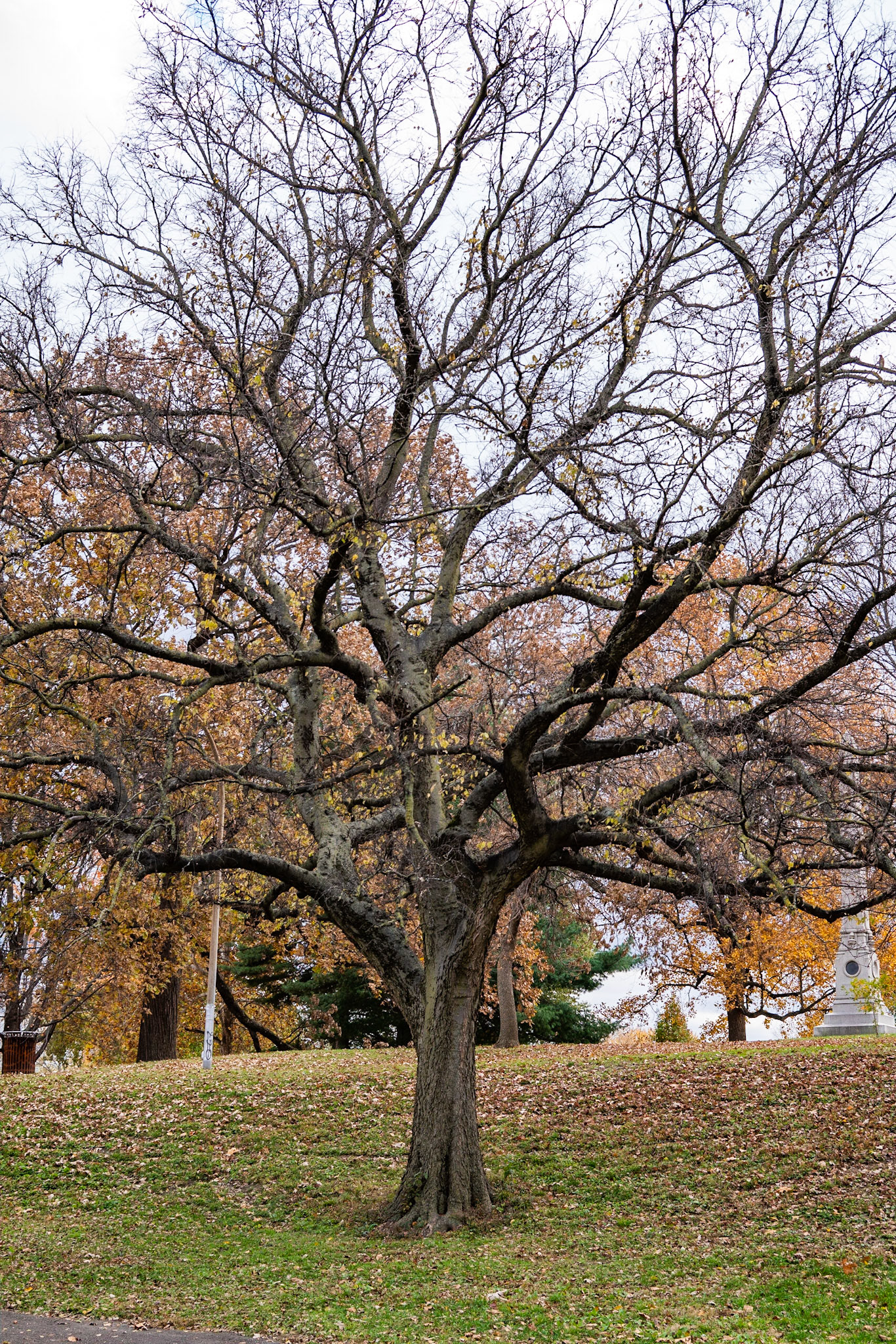 Benton Park, St Louis MO- by Alison Northway - 2021