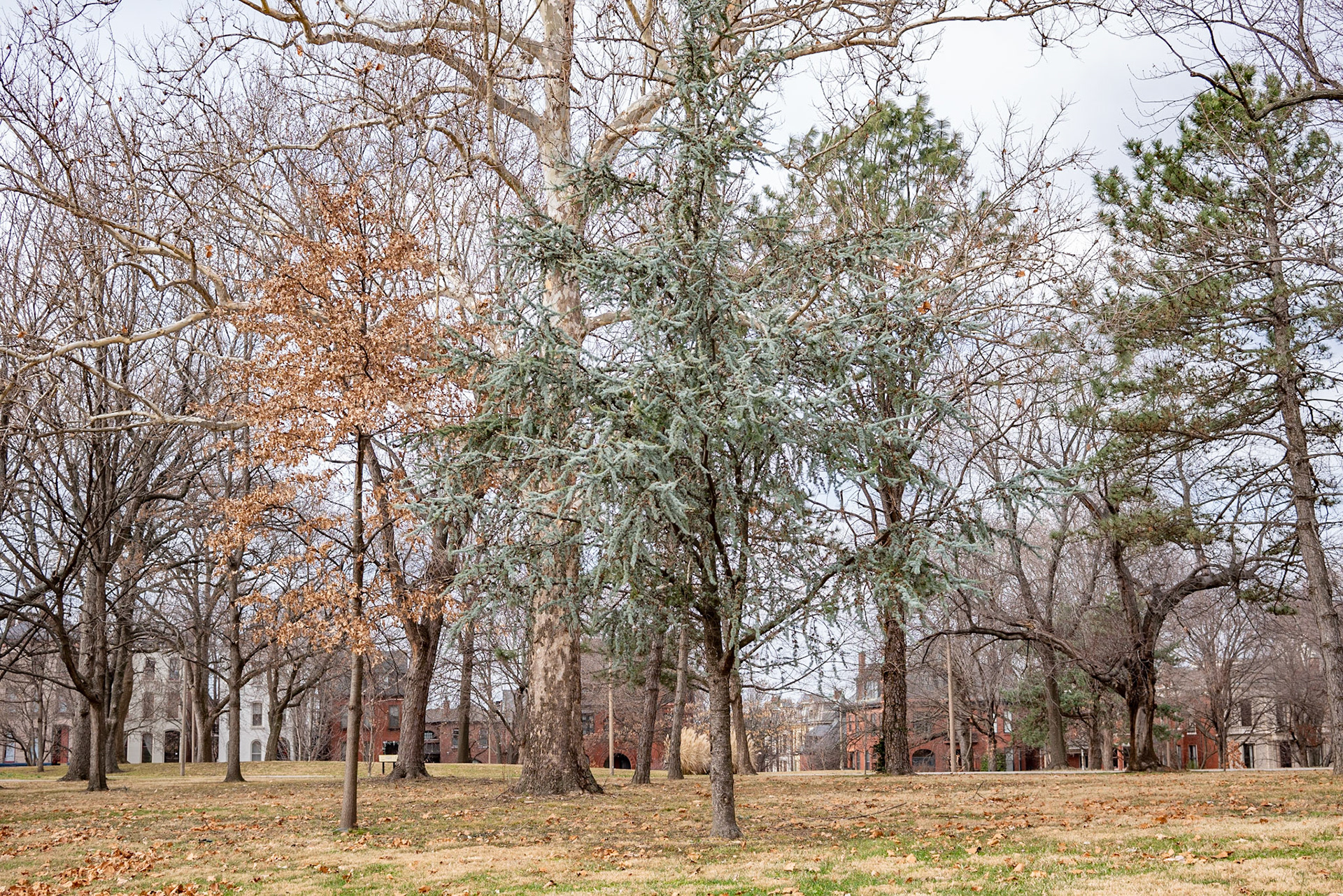 Lafayette Park, St Louis - Alison Northway 2021