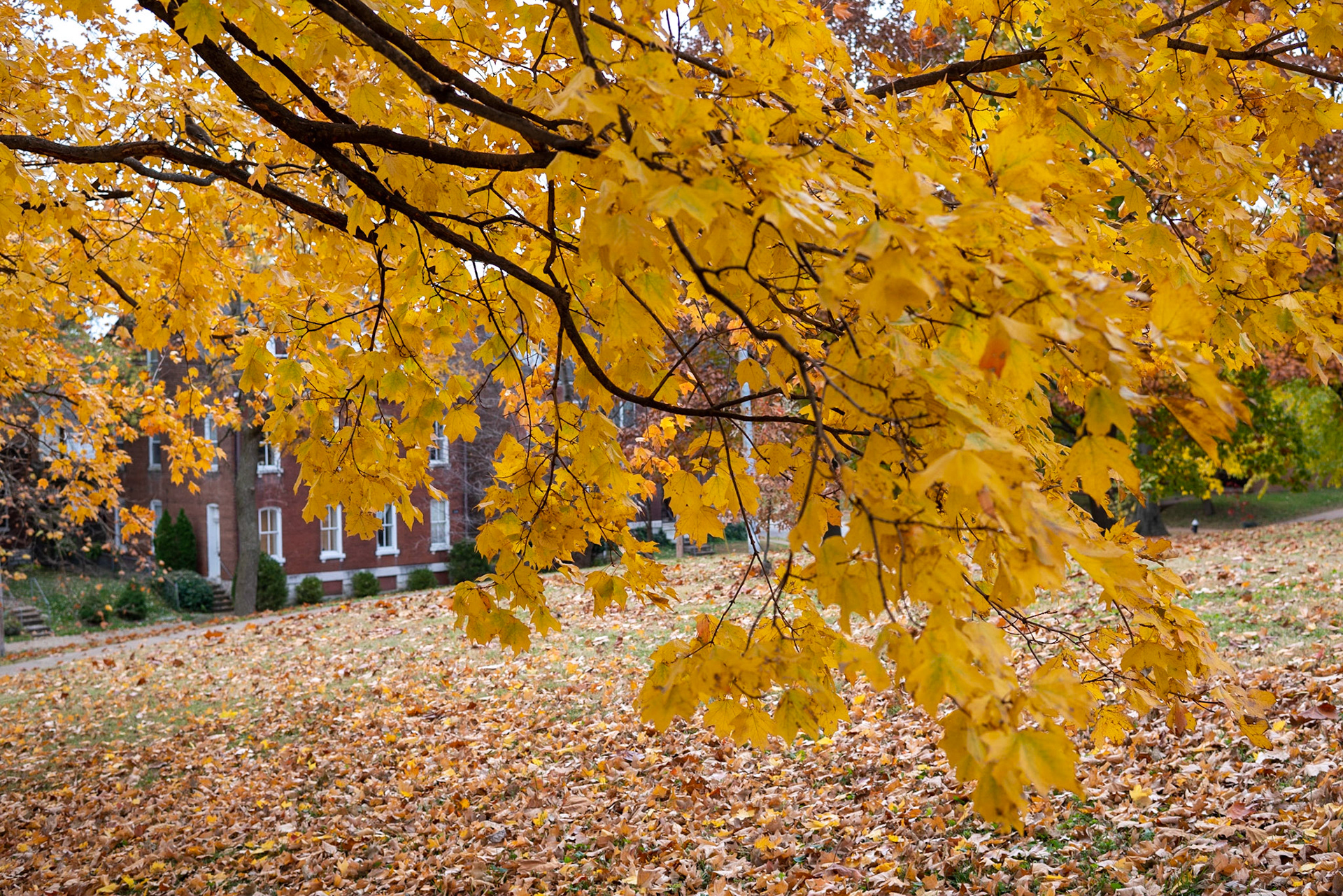 Benton Park, St Louis MO- by Alison Northway - 2021