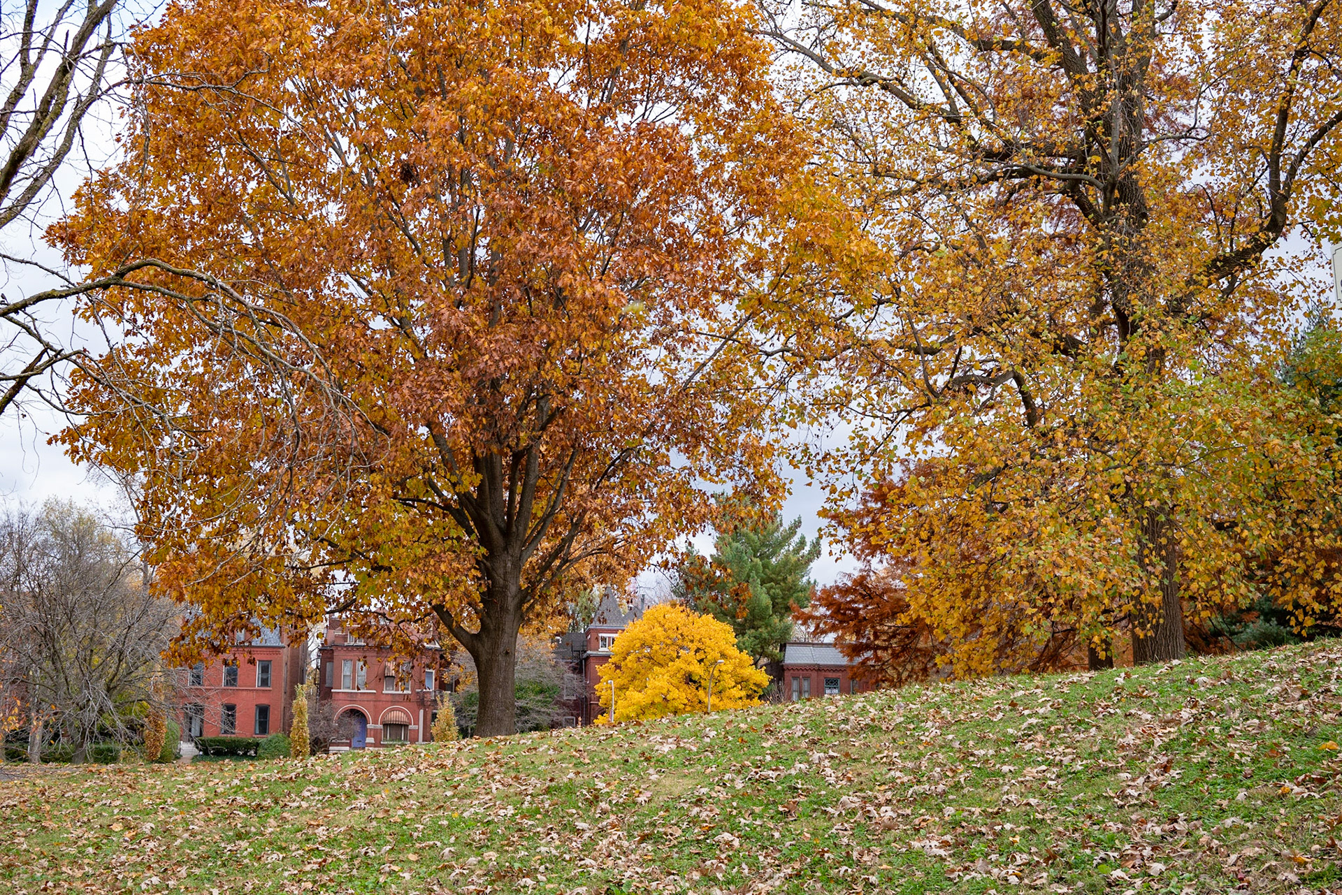 Benton Park, St Louis MO- by Alison Northway - 2021