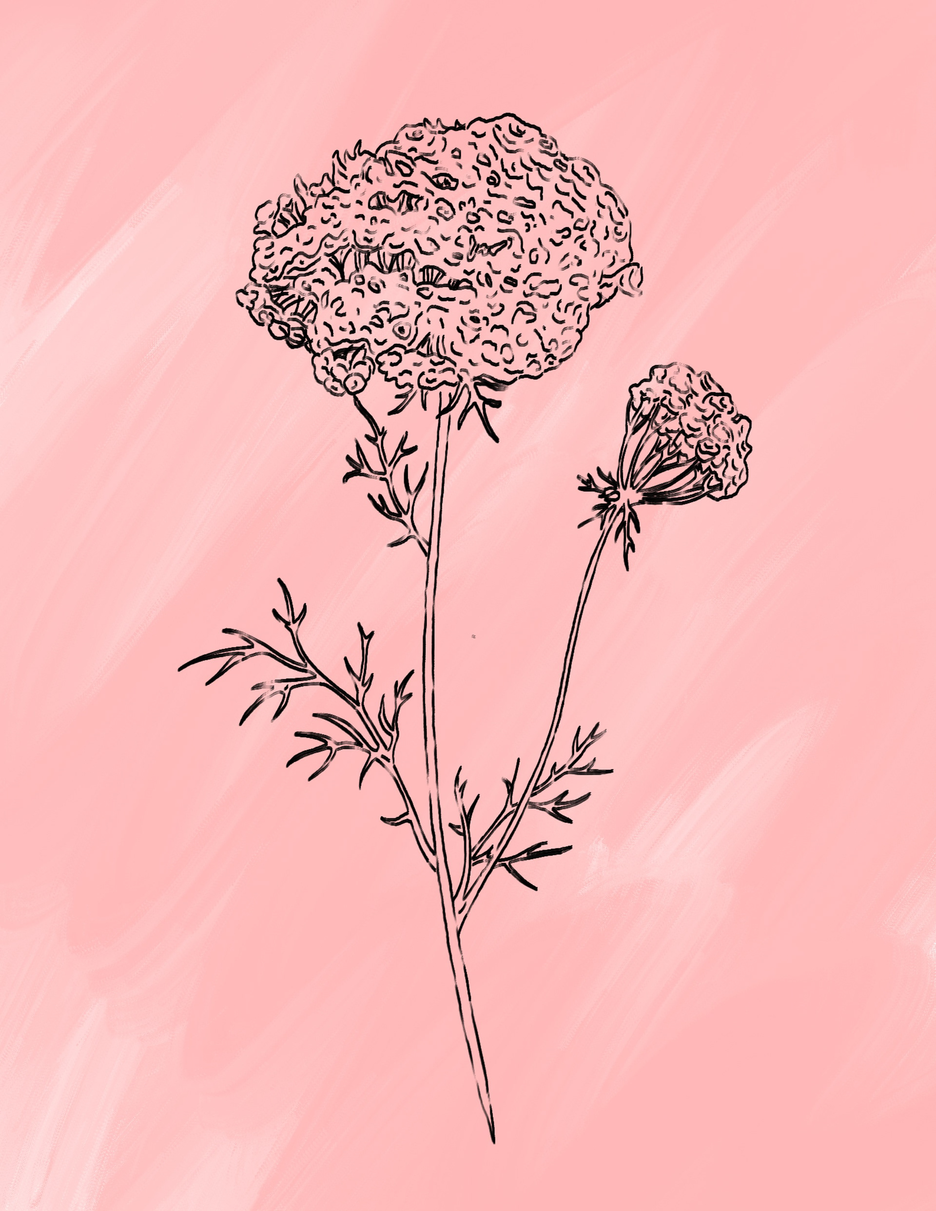 Illustrated Web Asset - Feminine Photography Studio