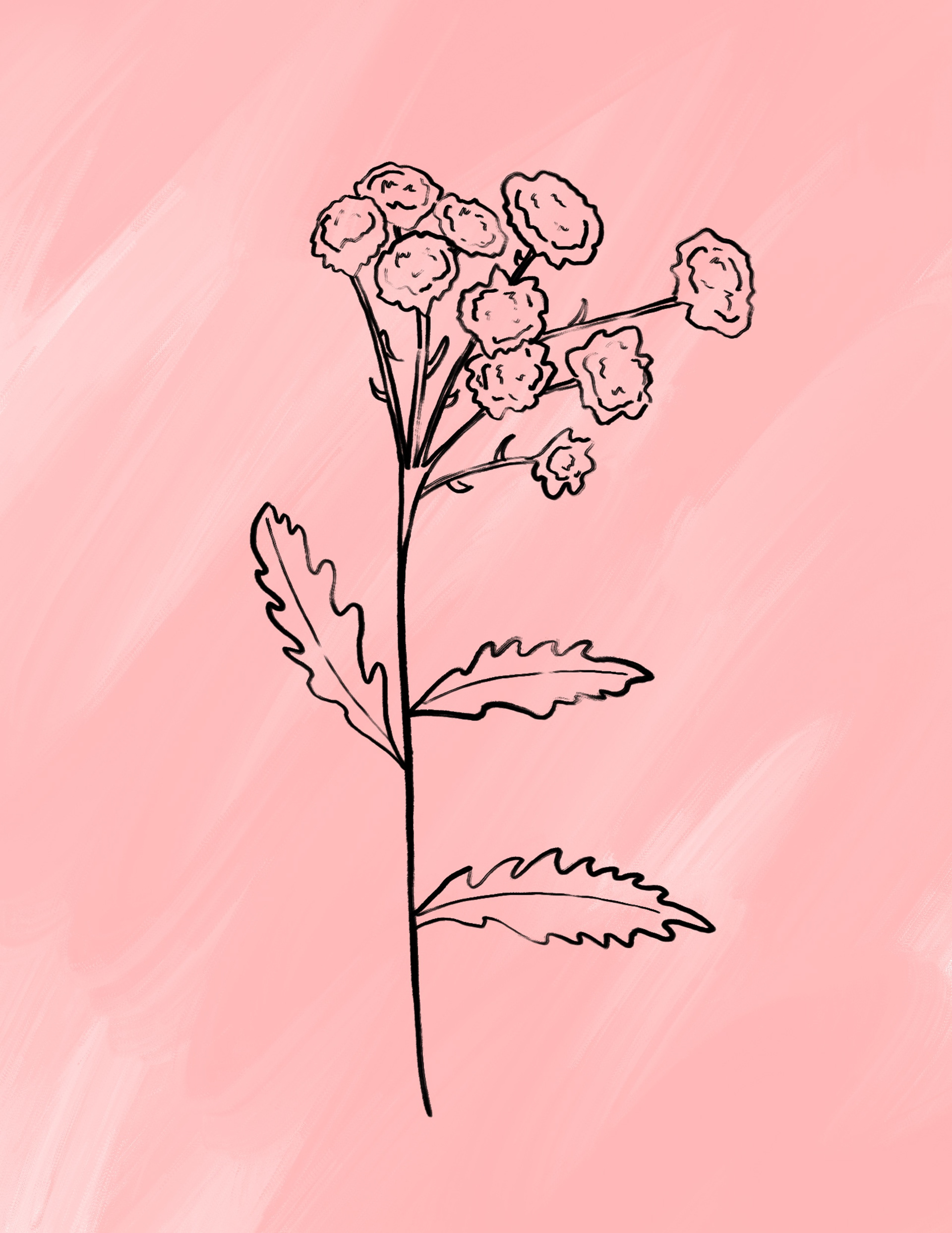Illustrated Web Asset - Feminine Photography Studio