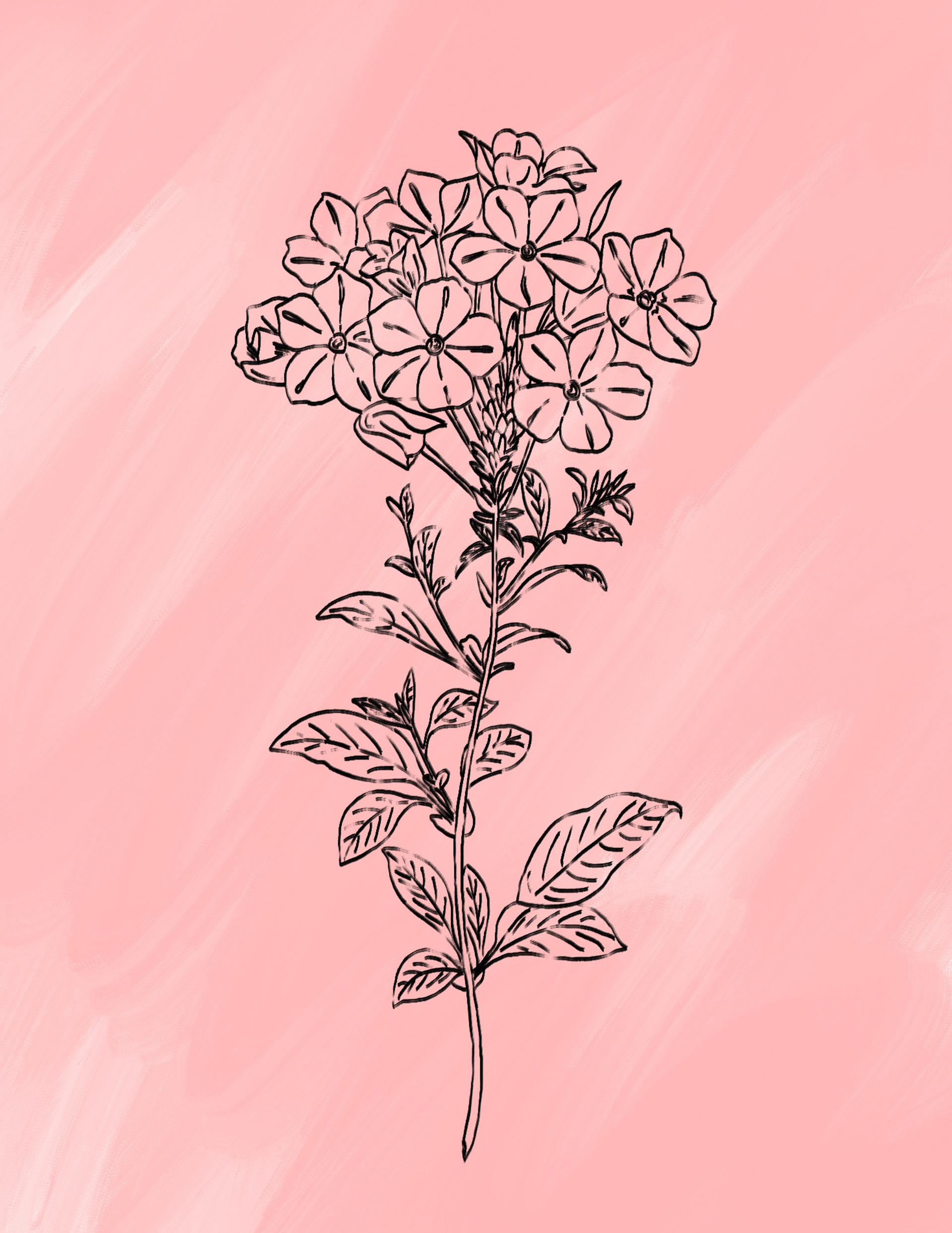 Illustrated Web Asset - Feminine Photography Studio