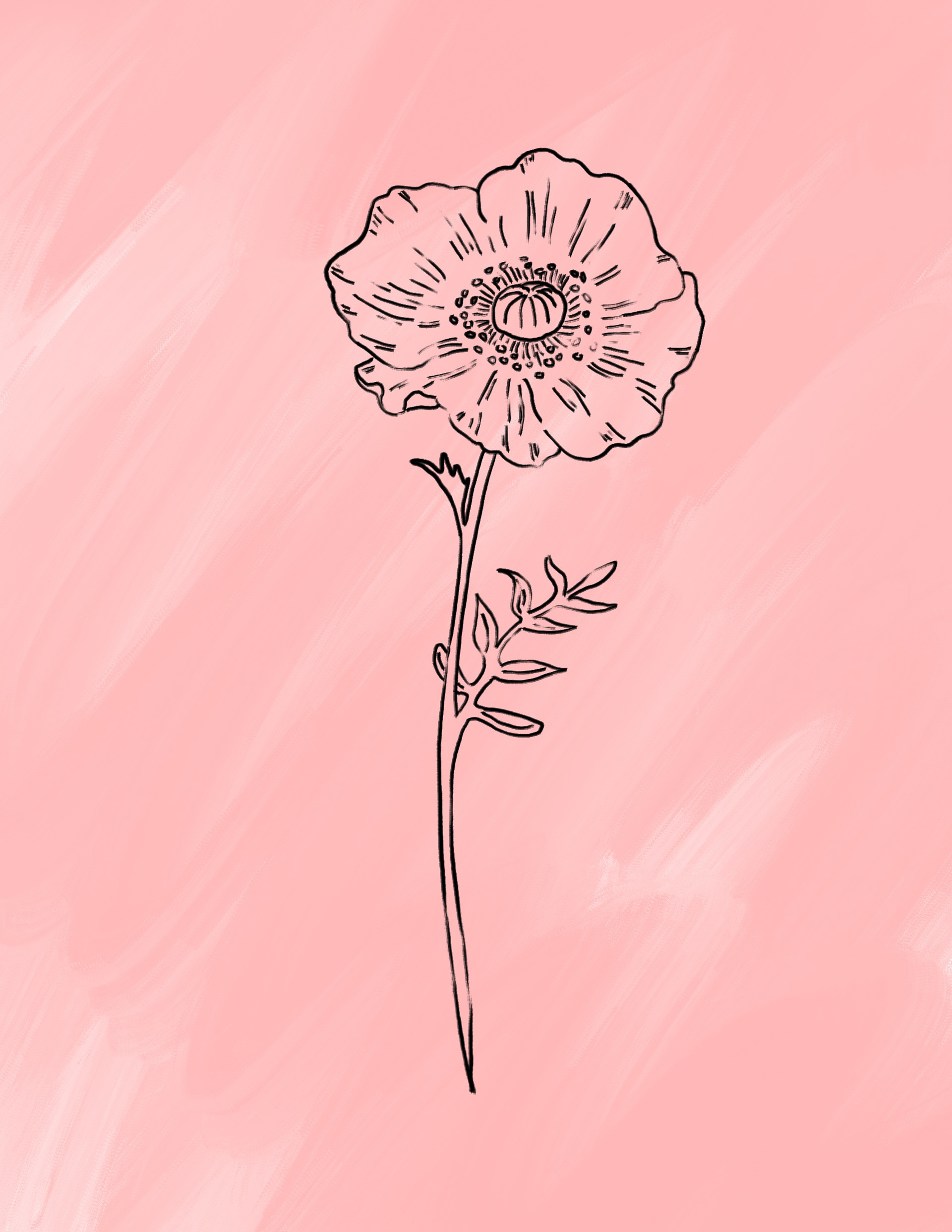 Illustrated Web Asset - Feminine Photography Studio