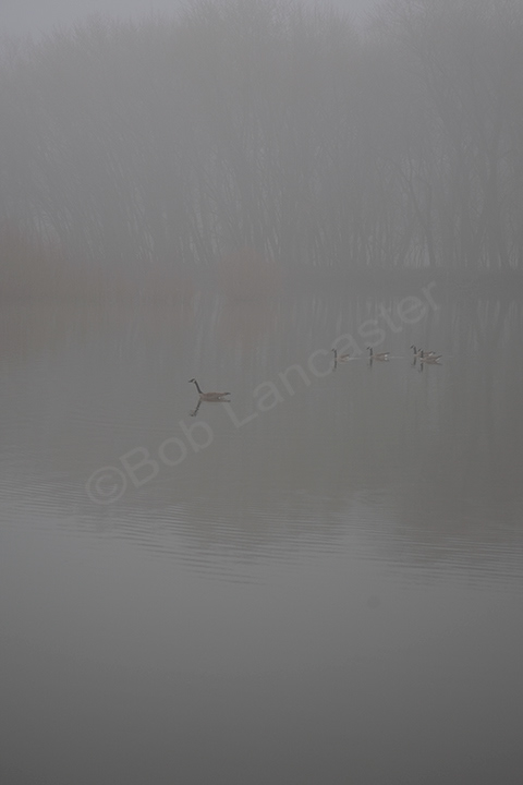 A foggy morning