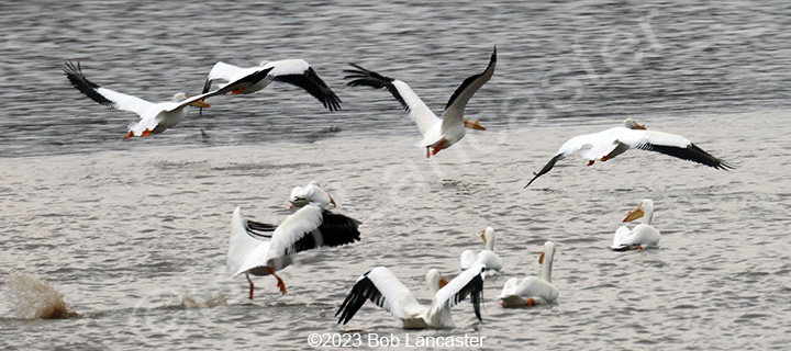 American White Pelicans are very skittish, these birds took off from the middle of the Coralville Res when a man fishing walked within about 200' of them