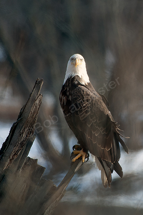 Eagle near Sabula