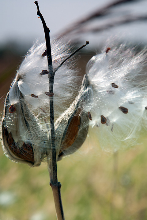 A windy day blowing apart a milkweed plant