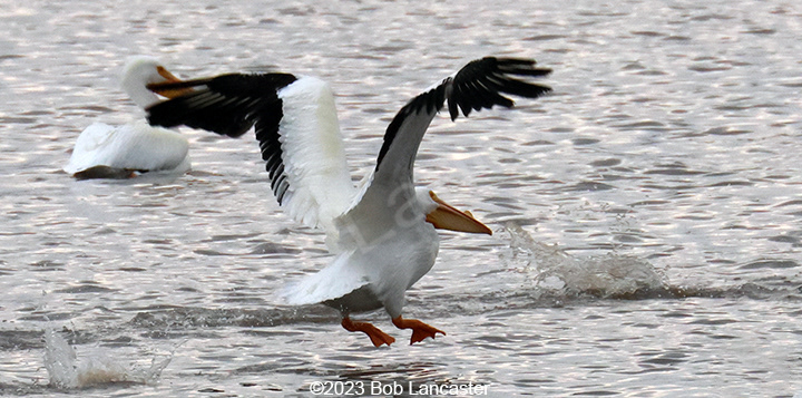 American White Pelicans have 9' wingspans