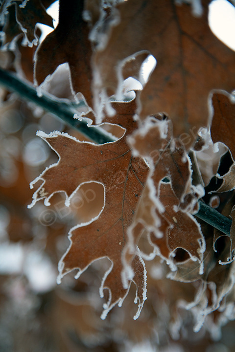 Winter frost