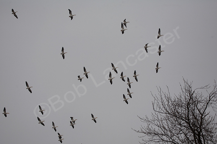 American White Pelicans