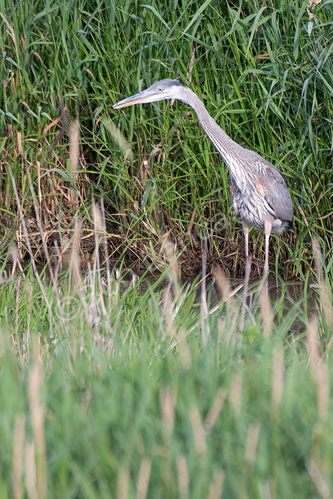 Heron LCC Wickiup Nature Area