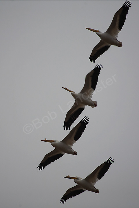 American White Pelicans