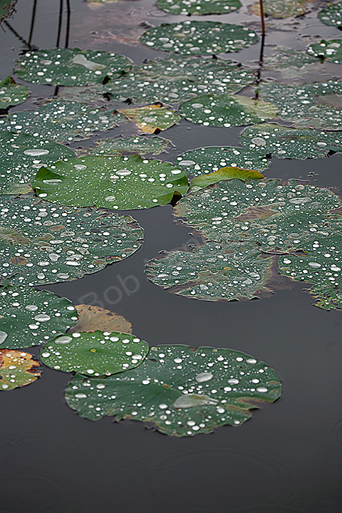 Water Locus Lake MacBride State Park